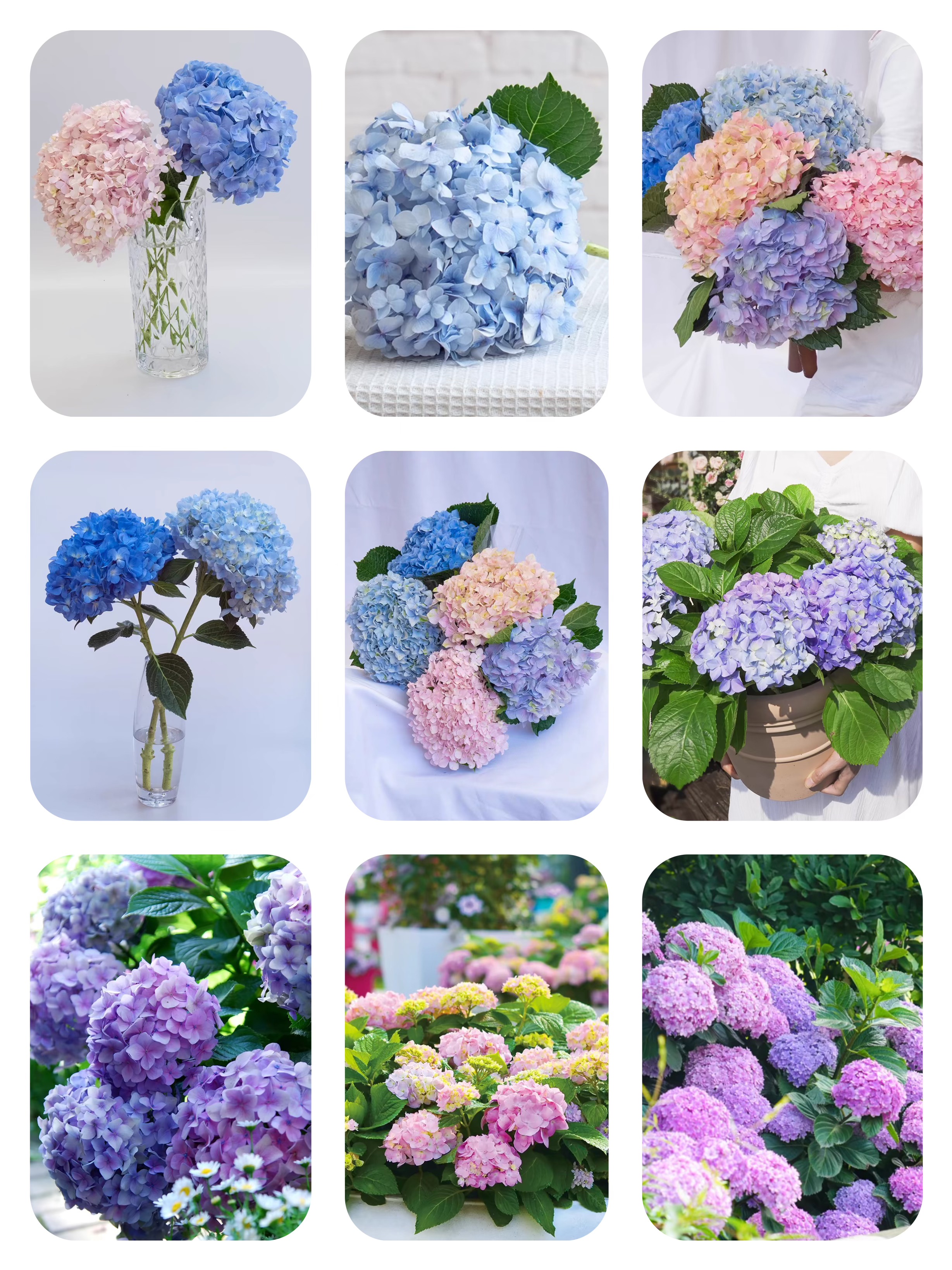 今日识花:绣球花(无尽夏) 别名:木绣球,八仙花,紫阳花,绣球荚蒾,粉团