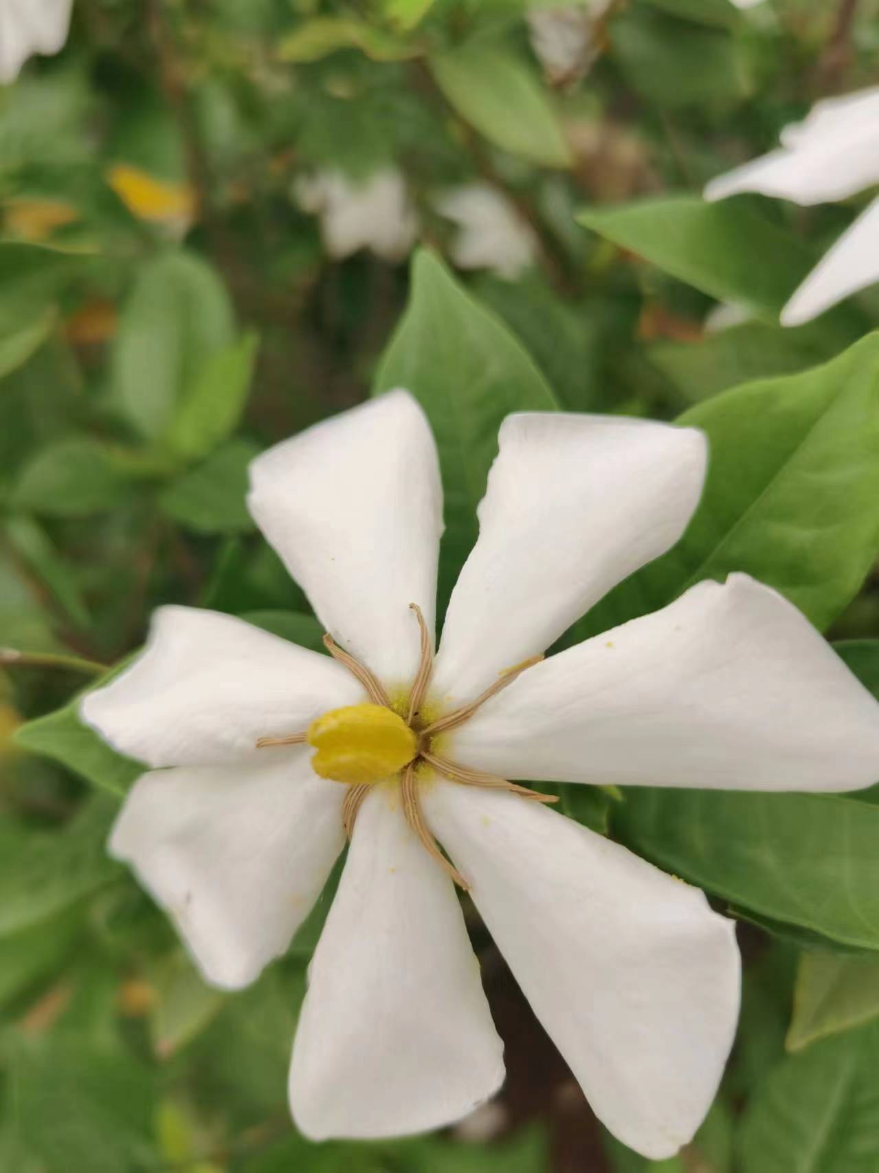 何炅的《栀子花开》,2004年发行.歌中唱到"栀子花