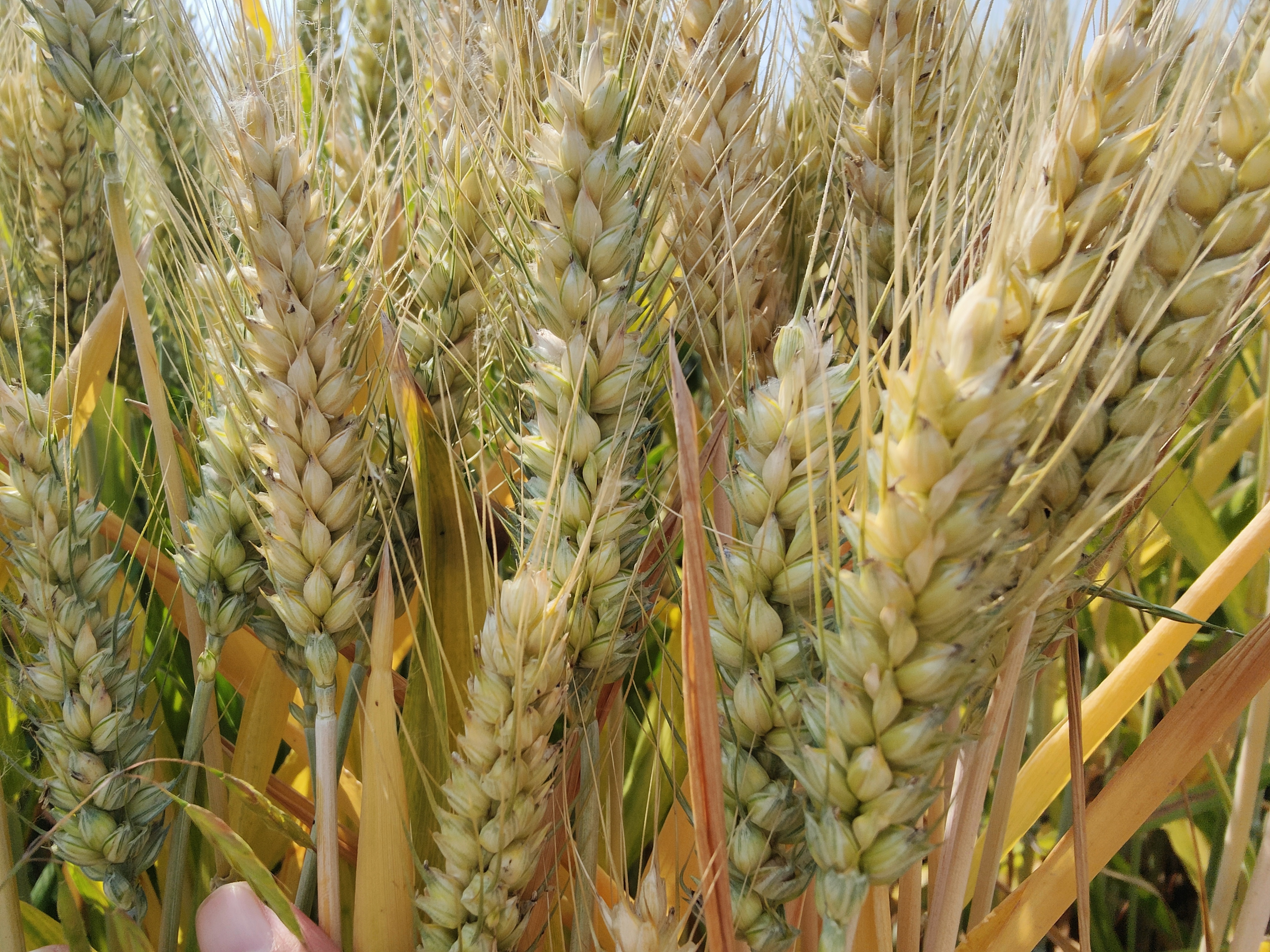 小麦的收获时间因种植地区,品种和气候条件而异,但一般来说,小麦的