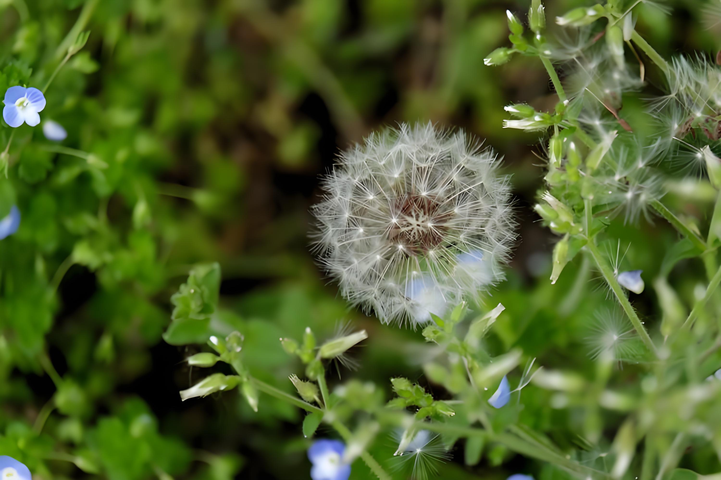 蒲公英生长在什么季节?