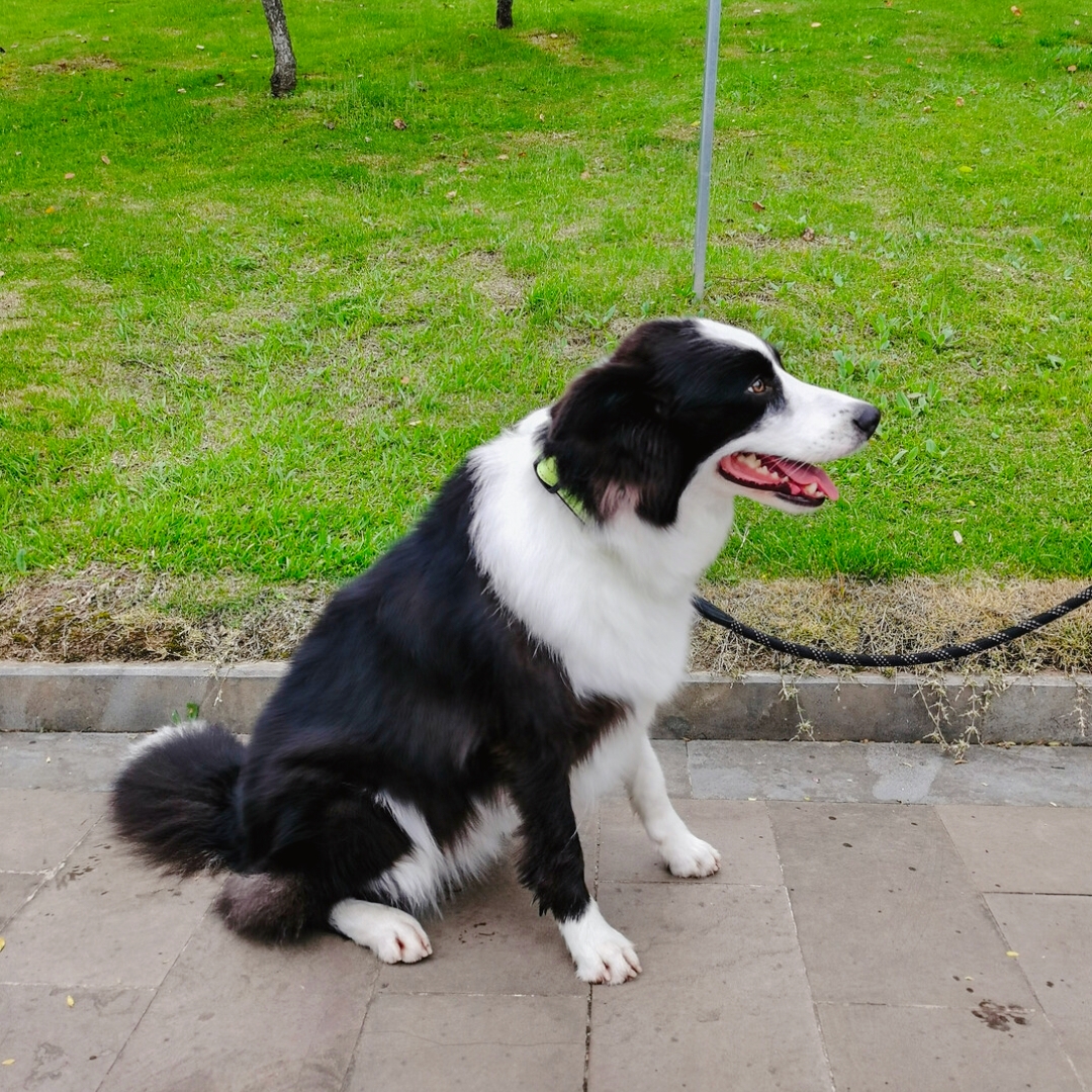 最适合家庭的中型犬品种大盘点