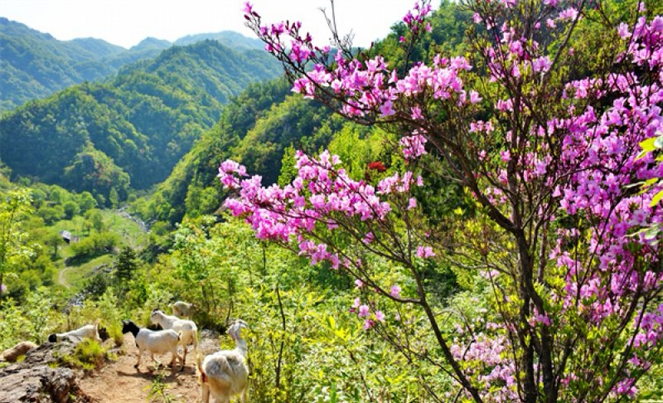 的世界生物圈保护区——河南南阳内乡宝天曼自然保护区内杜鹃花开正艳