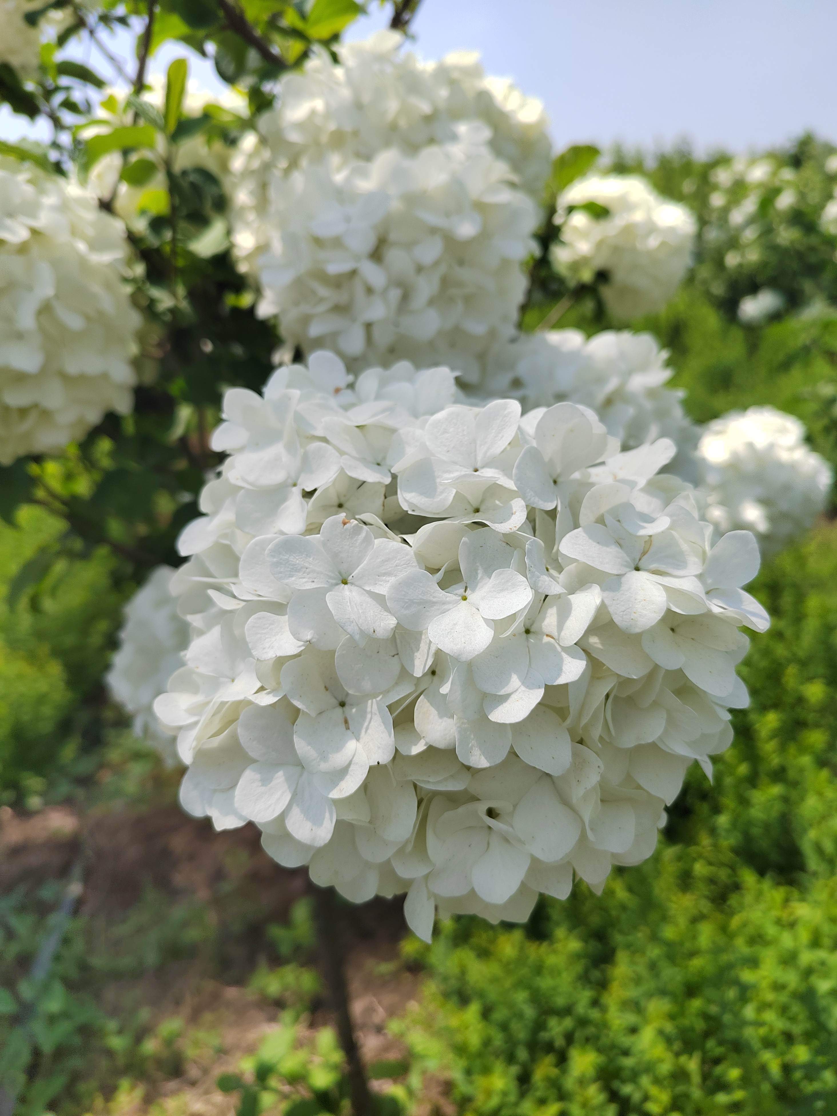 中华木绣球又叫斗球吗?花色是白色吗?耐寒吗?