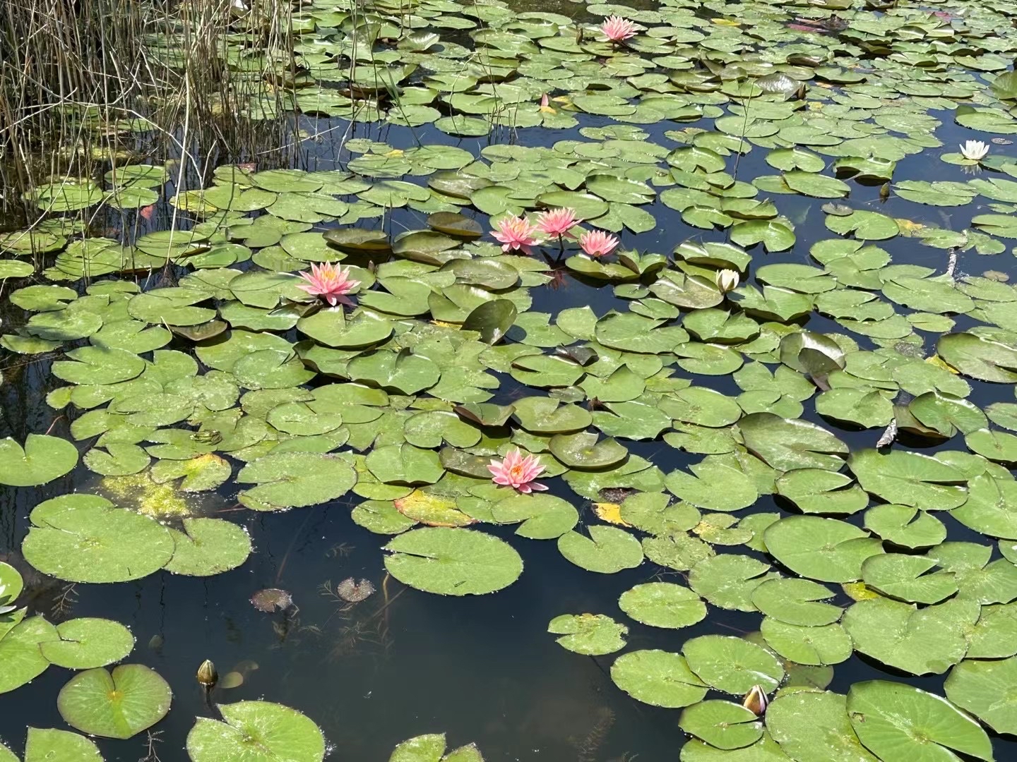 济南济西湿地公园图片