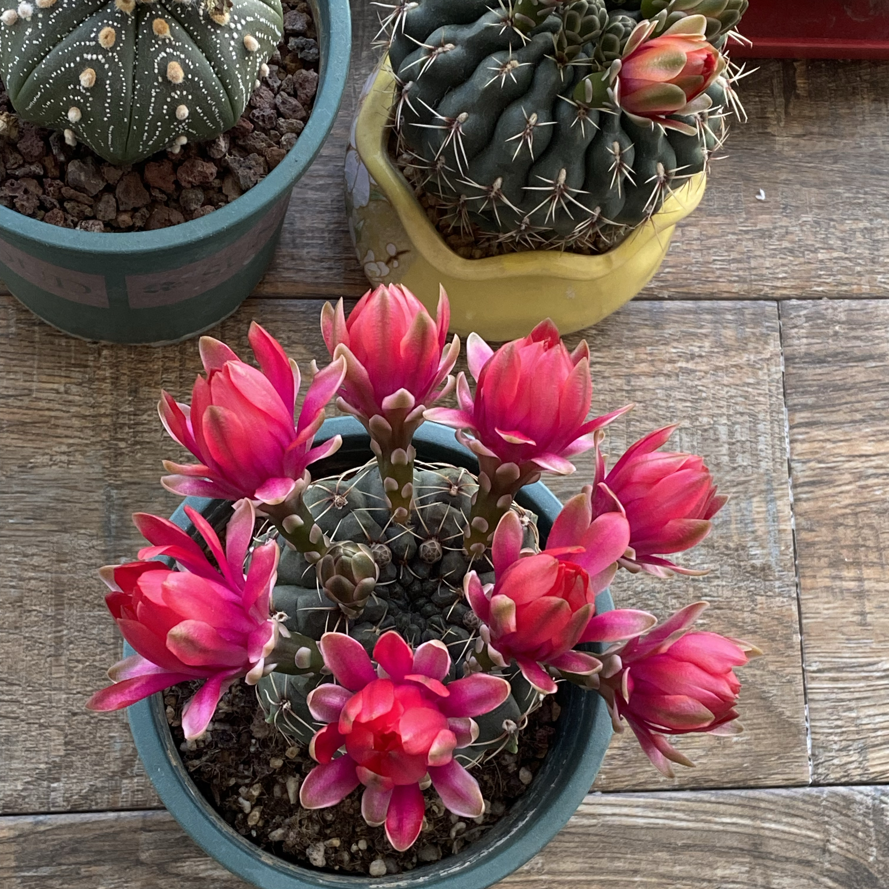 今年的仙人球花苞格外多,主要原因有3个,花友们可以参考一下