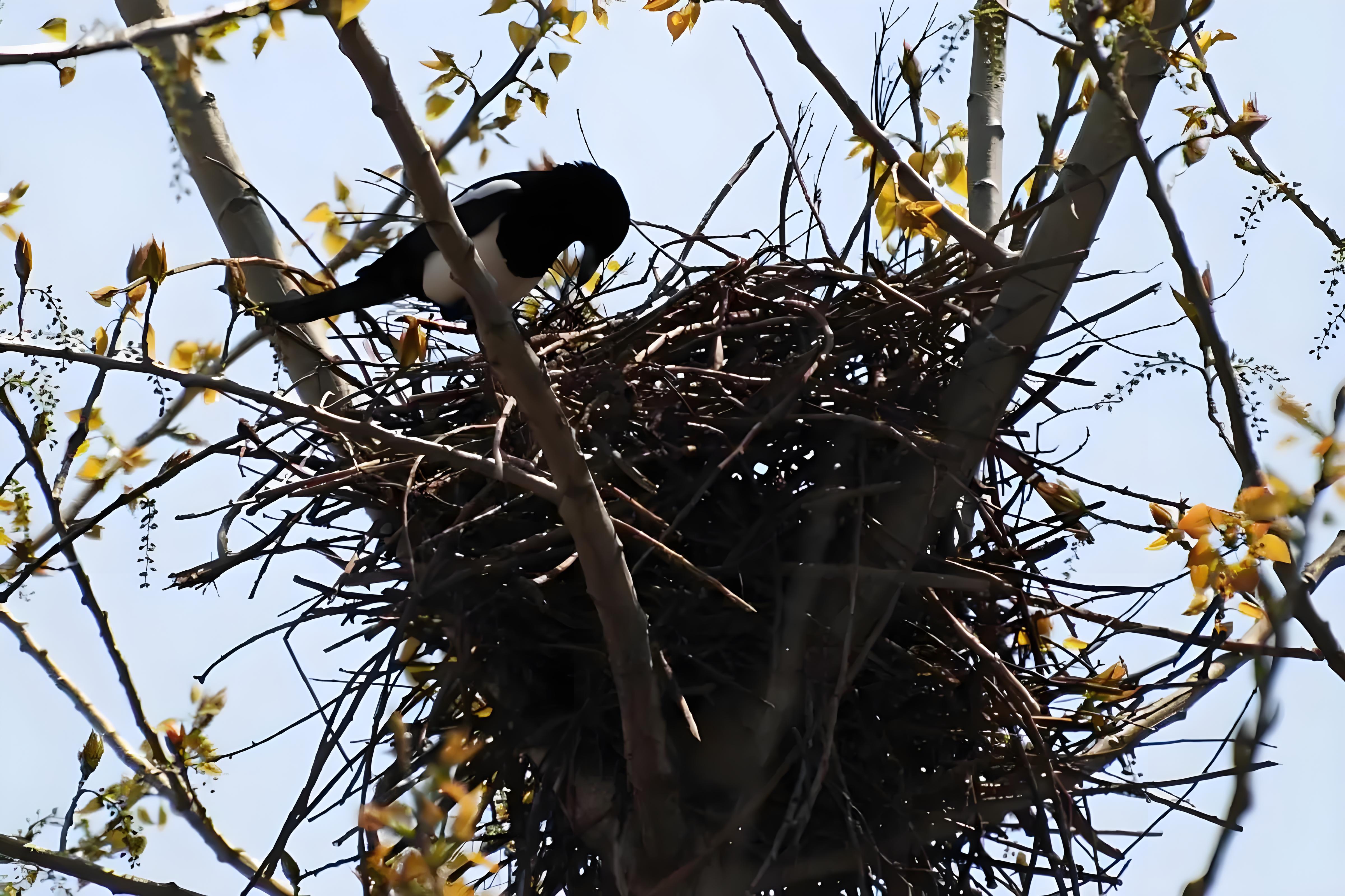 "鸠占鹊巢"你知道是怎么回事吗?
