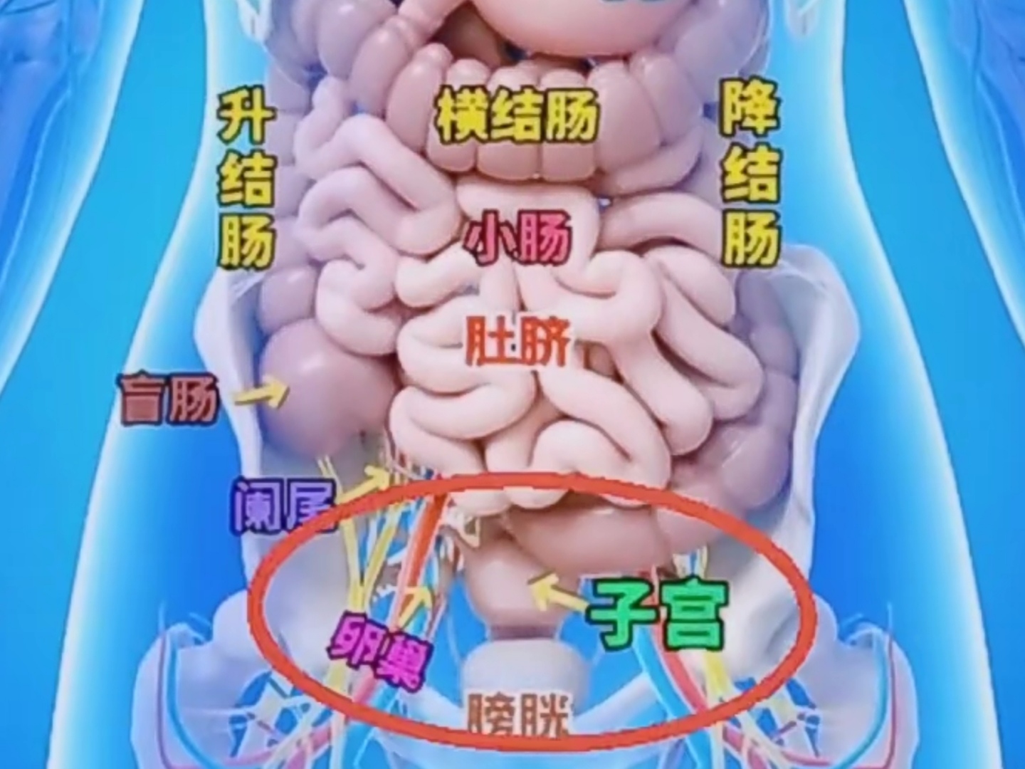 肚子位置图卵巢在身体的哪个部位女性腹部结构图女性腹腔子宫卵巢在