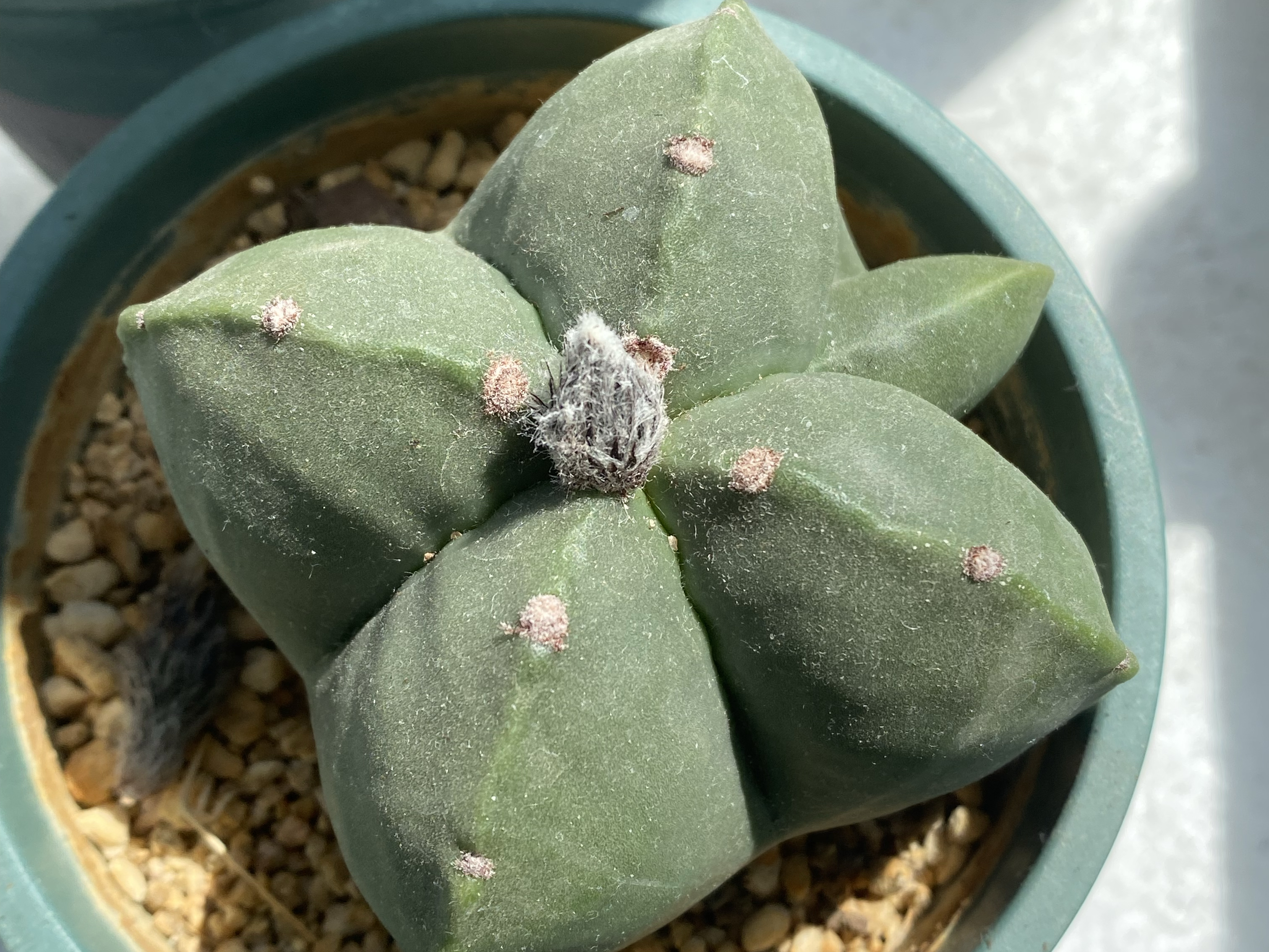 今年的仙人球花苞格外多,主要原因有3个,花友们可以参考一下