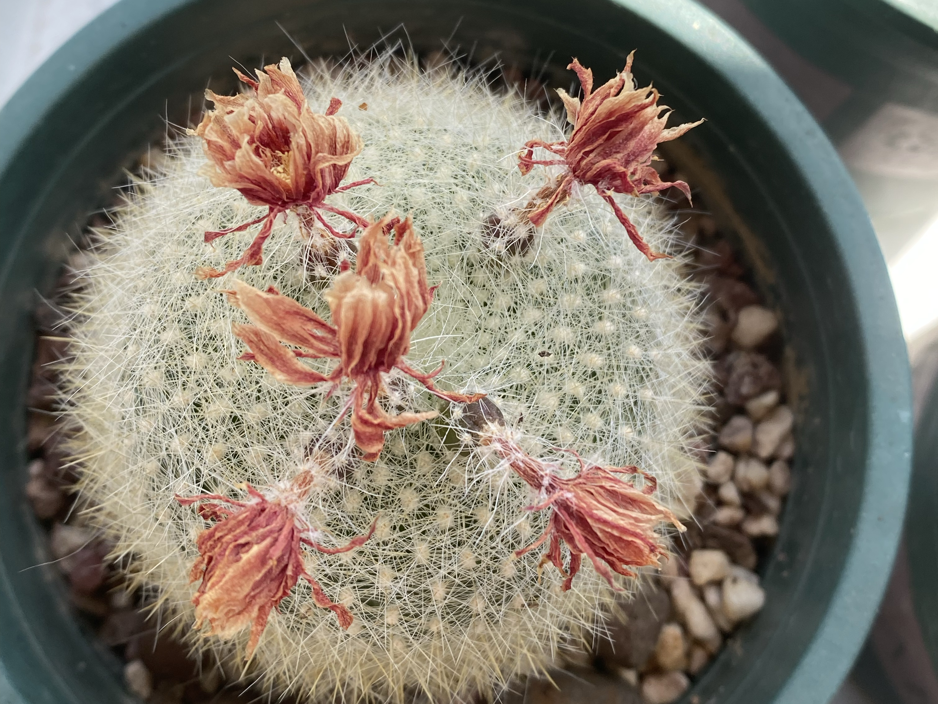 今年的仙人球花苞格外多,主要原因有3个,花友们可以参考一下