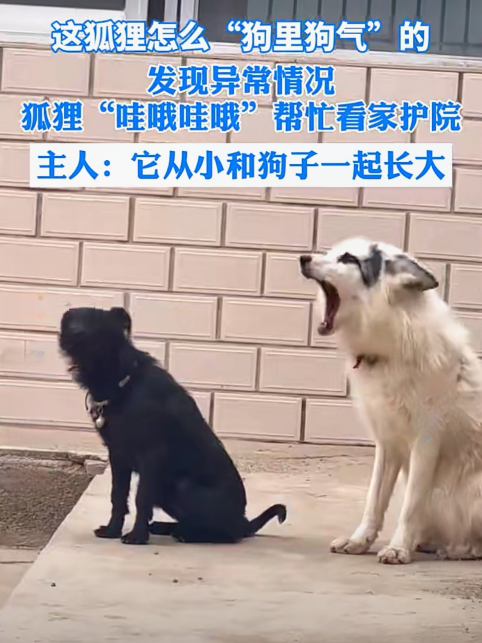 狐狸和狗一起生活 一开口狗里狗气