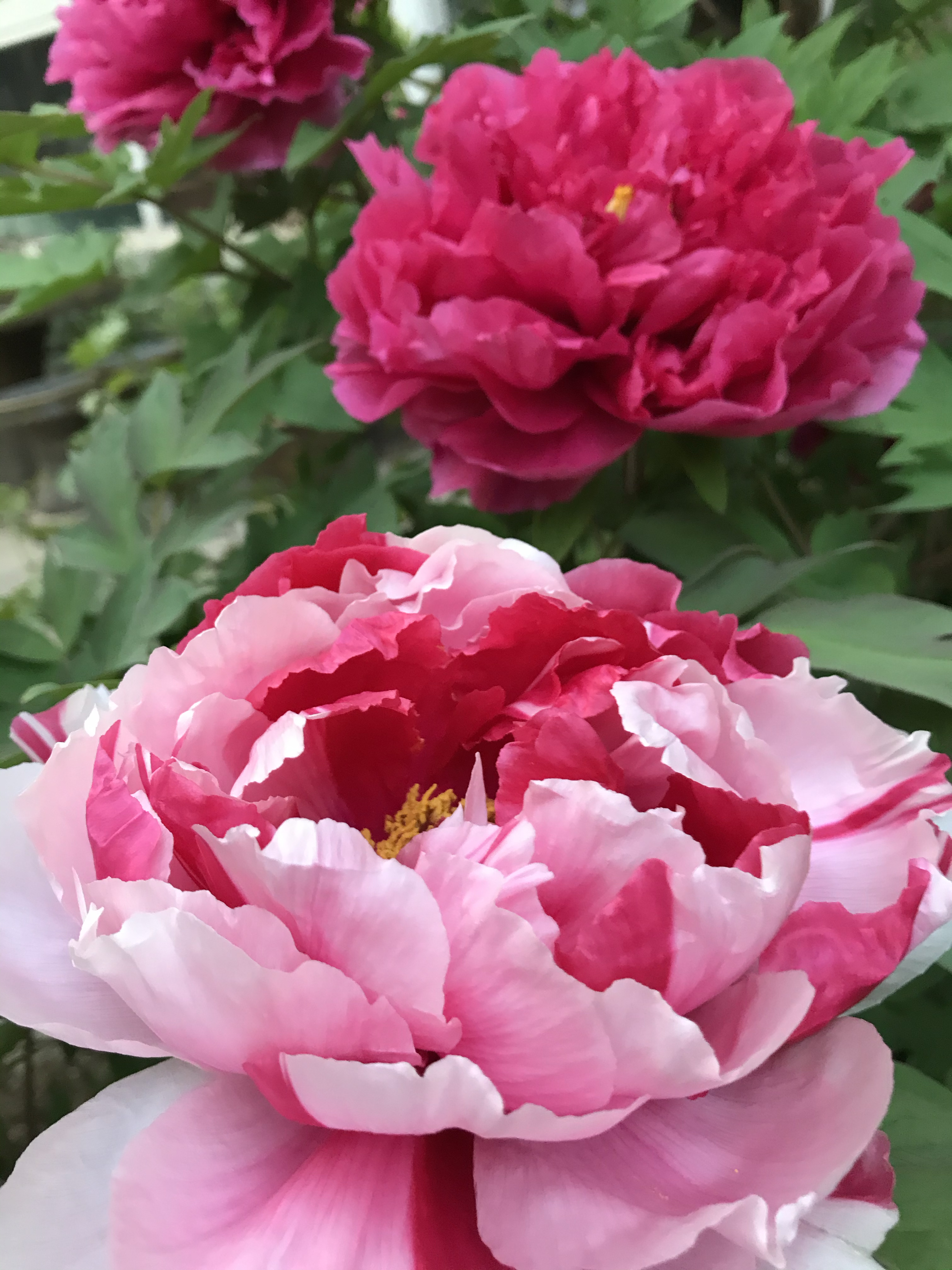 五一节赏牡丹