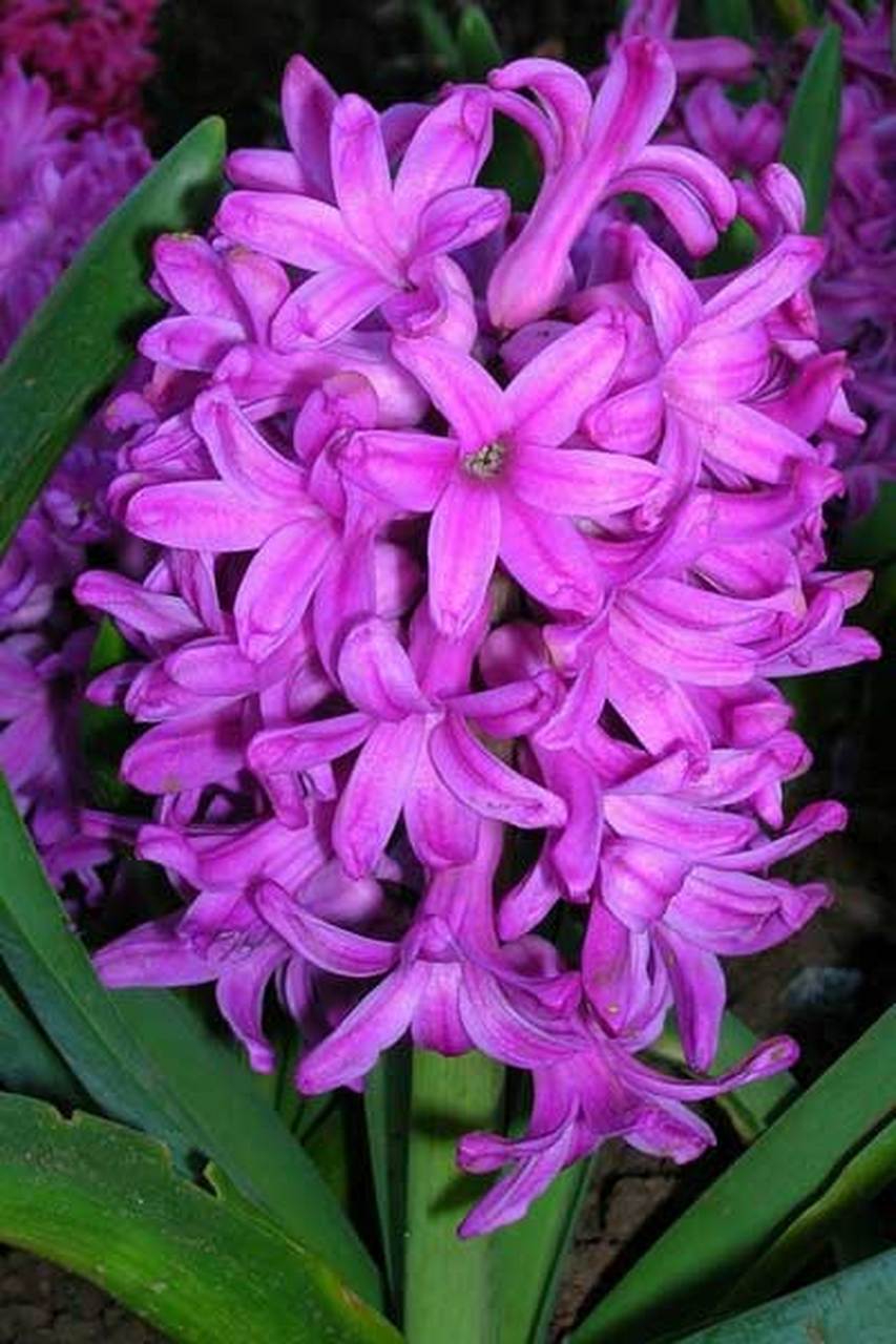 唯美风信子图片分享