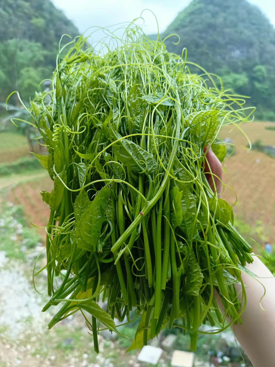 席麻野菜学名图片