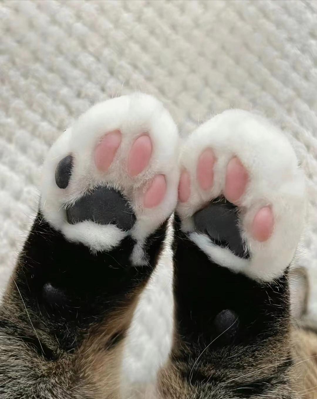 我家猫咪的小爪爪长得可漂亮了!