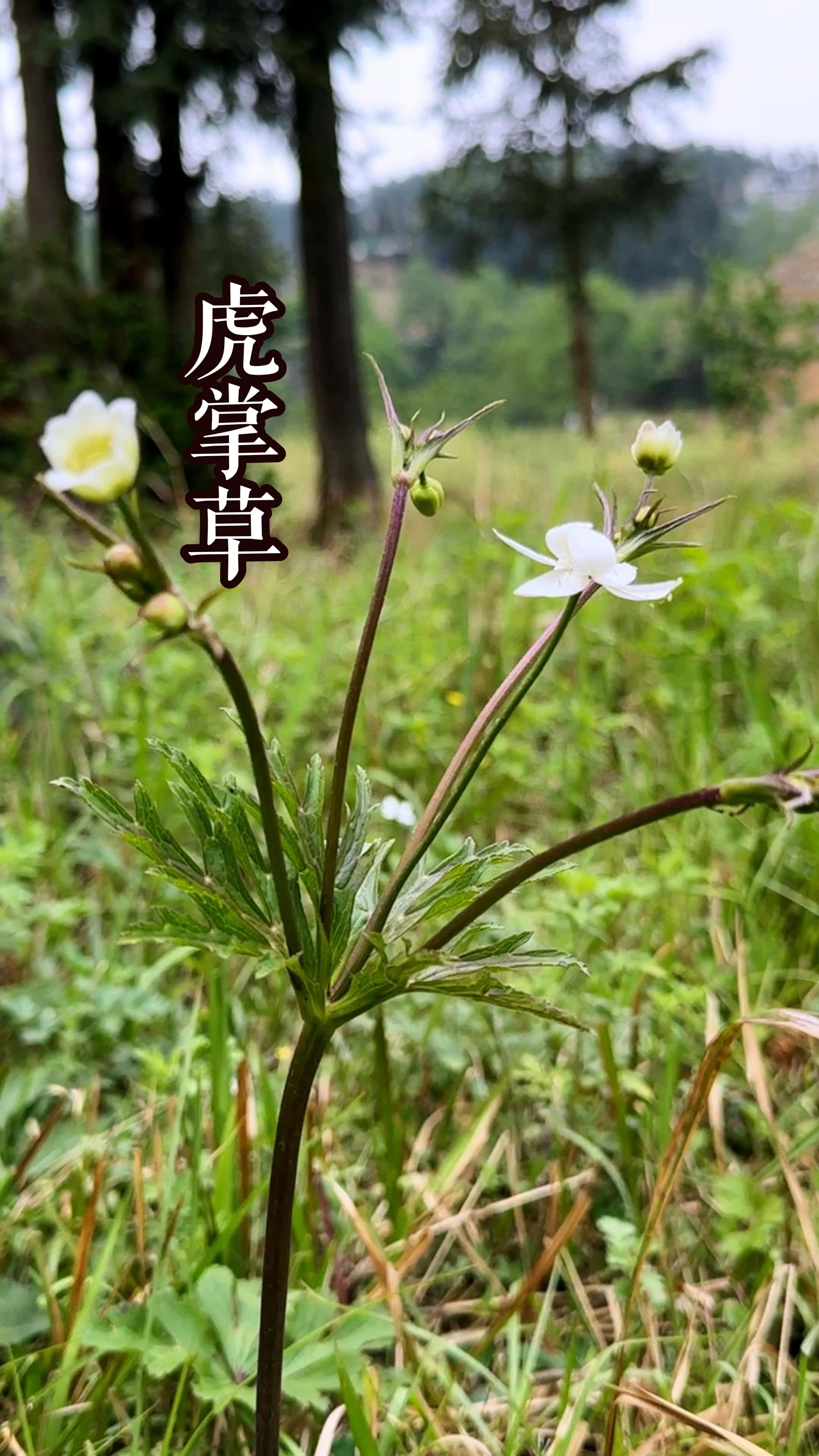虎掌草鸟你认识吗?#中草药#植物科普#三农#植物-度小视