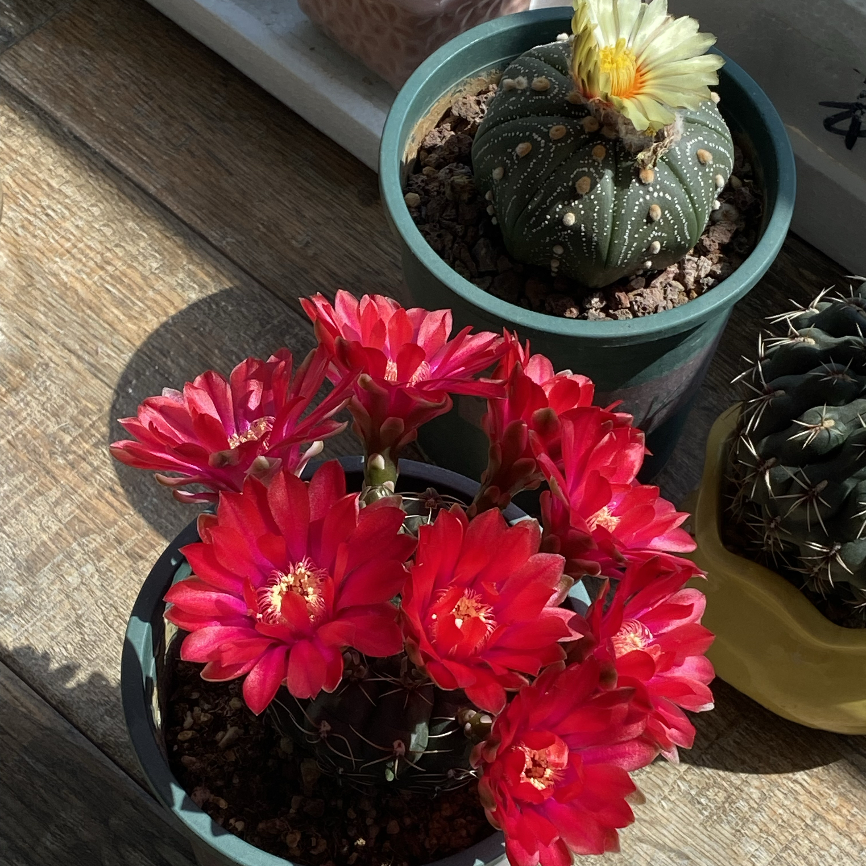 今年的仙人球花苞格外多,主要原因有3个,花友们可以参考一下