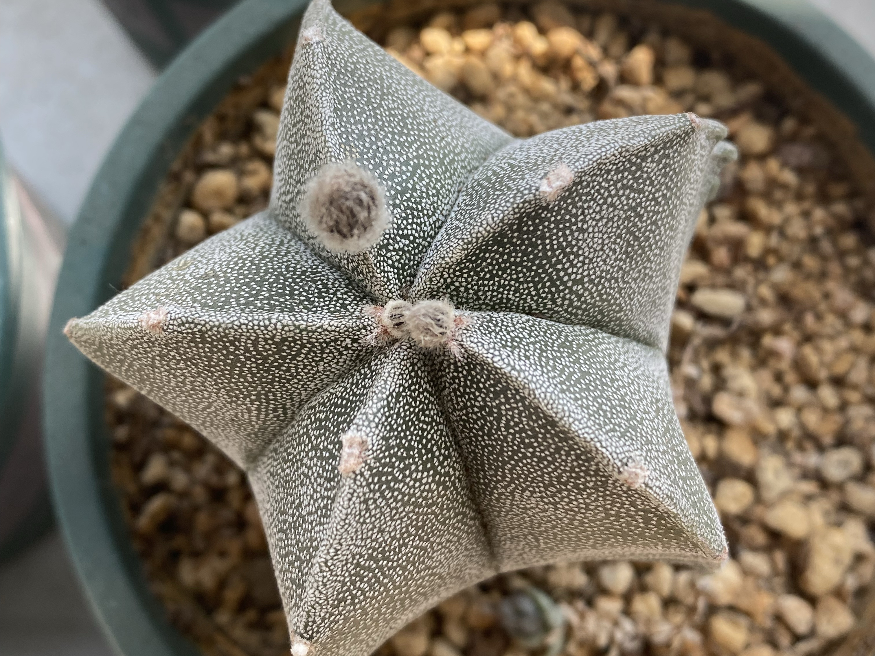 今年的仙人球花苞格外多,主要原因有3个,花友们可以参考一下