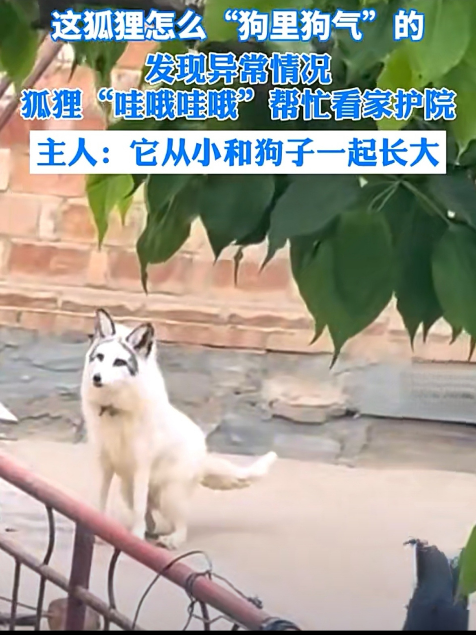 狐狸和狗一起生活 一开口狗里狗气