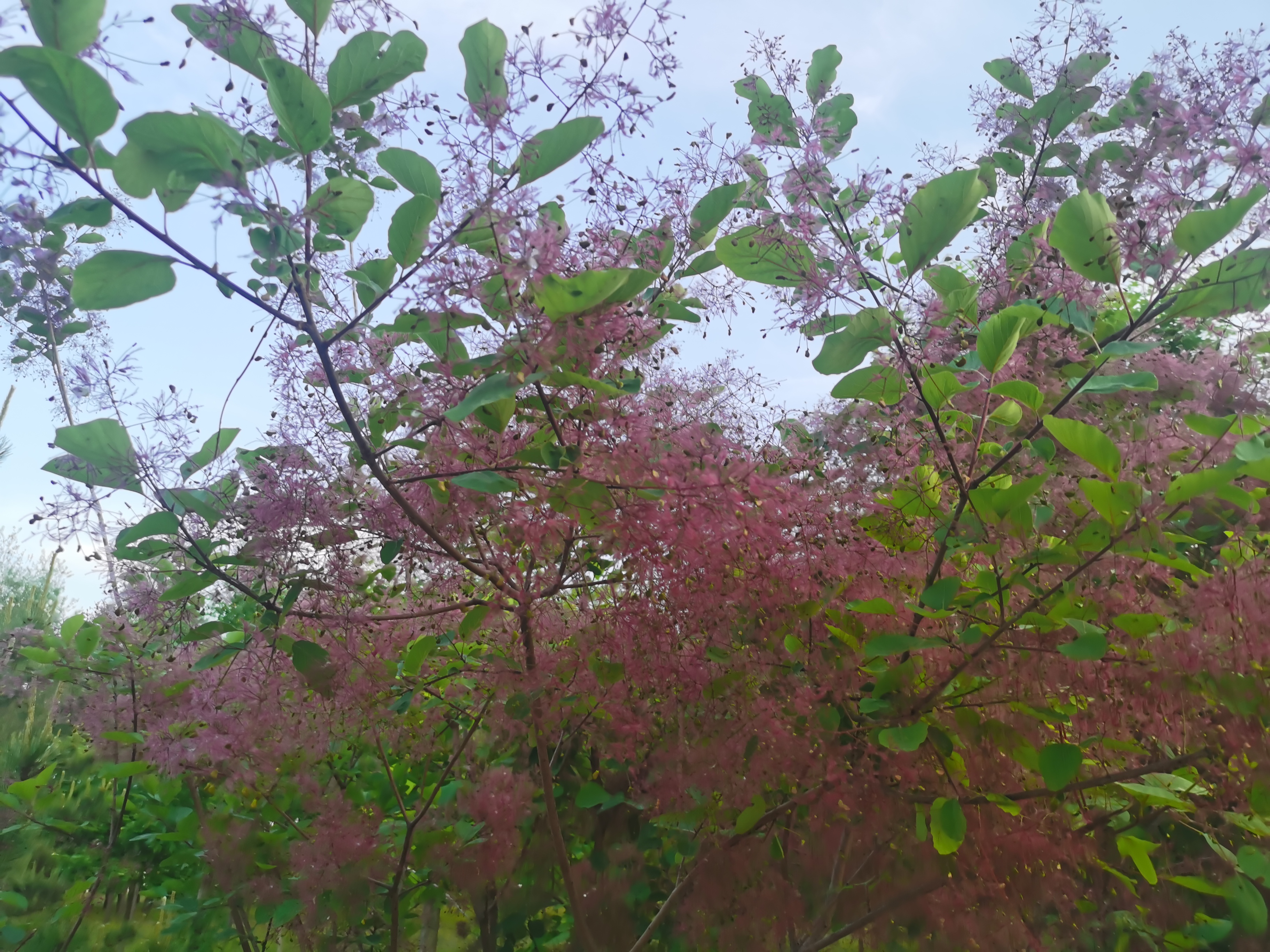暮春时节,又见黄栌花开.