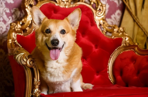 伊丽莎白二世对柯基犬情有独钟,曾经一共养了 30多只