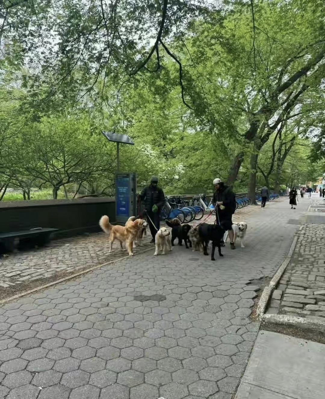 郭晶晶分享纽约中央公园的晨跑瞬间网友留言热切有趣