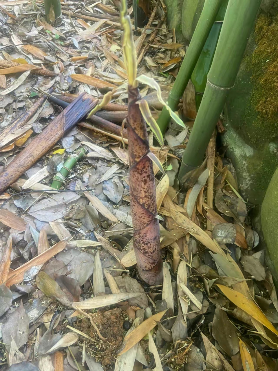 我在院子东北面种了一小片毛竹,大约6-7个平方.