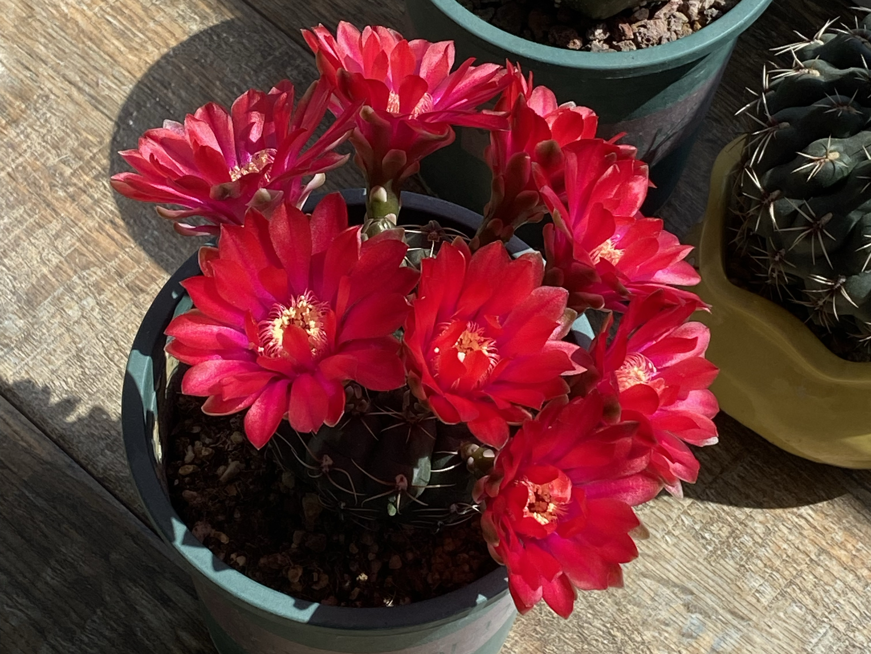 今年的仙人球花苞格外多,主要原因有3个,花友们可以参考一下