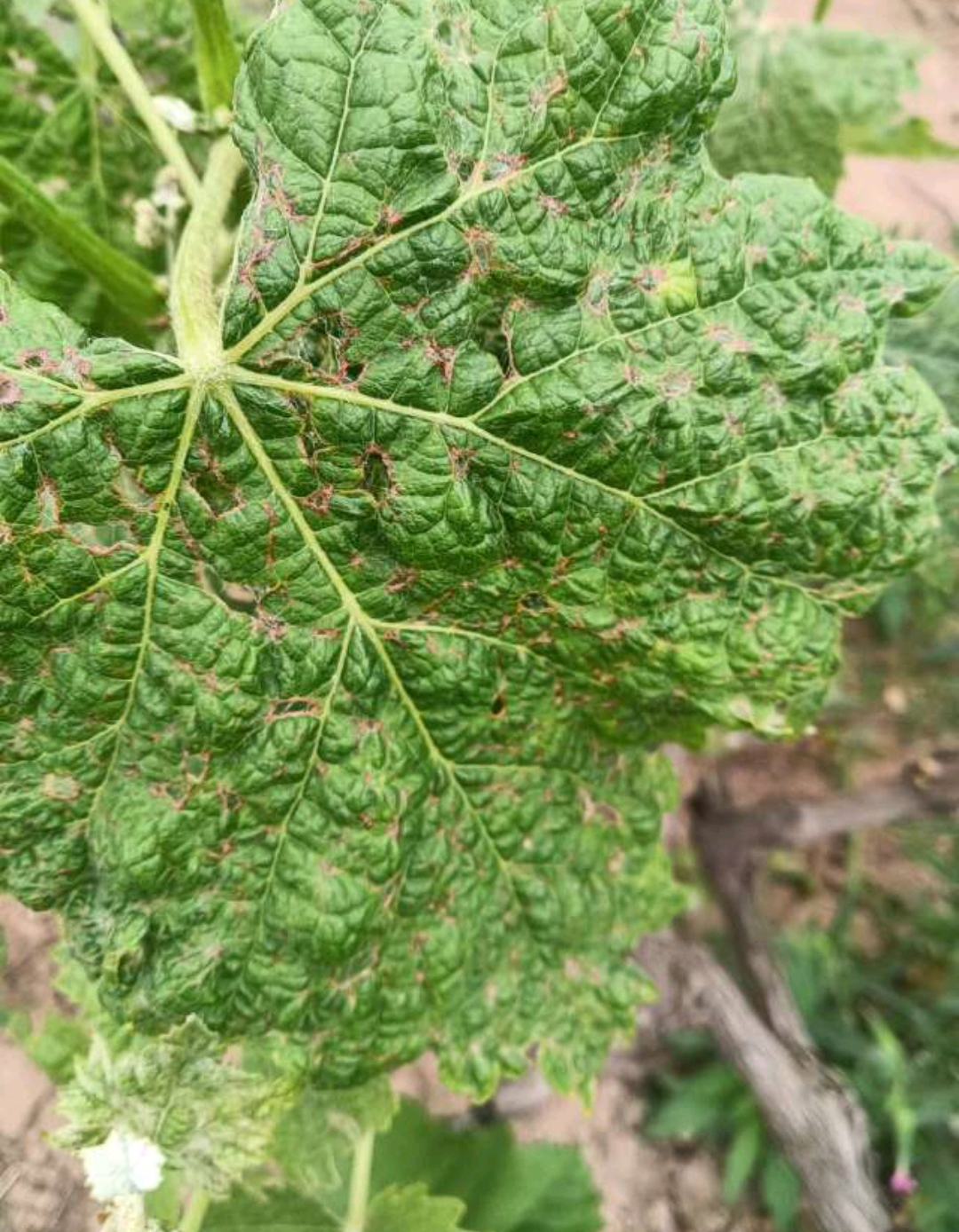 5月是葡萄防治绿盲蝽是最佳时机