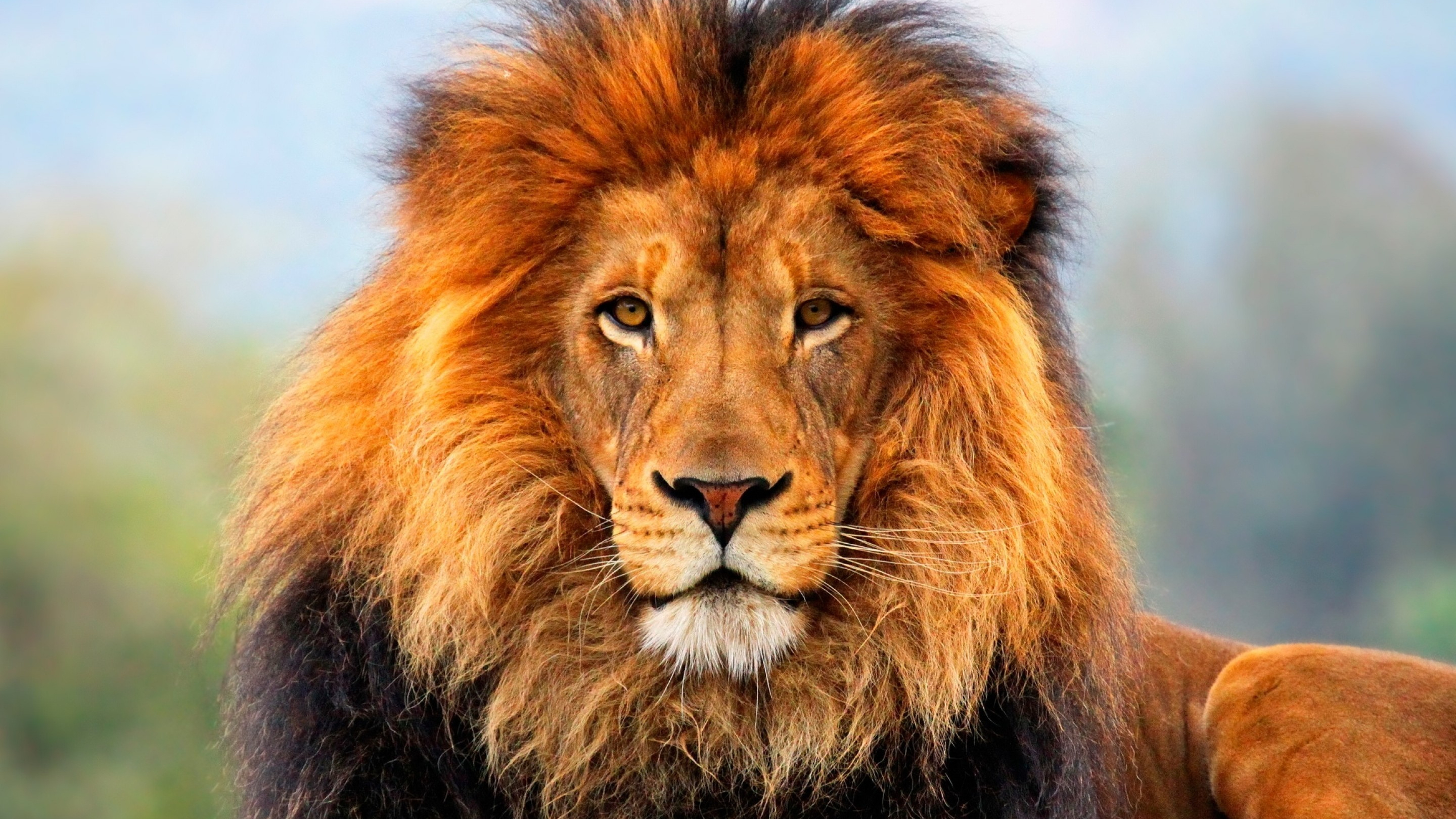 狮子最怕的天敌是什么动物?