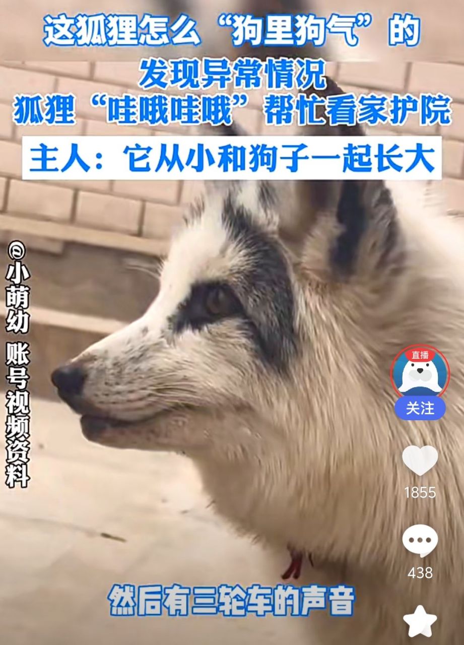 狐狸和狗一起生活 一开口狗里狗气!