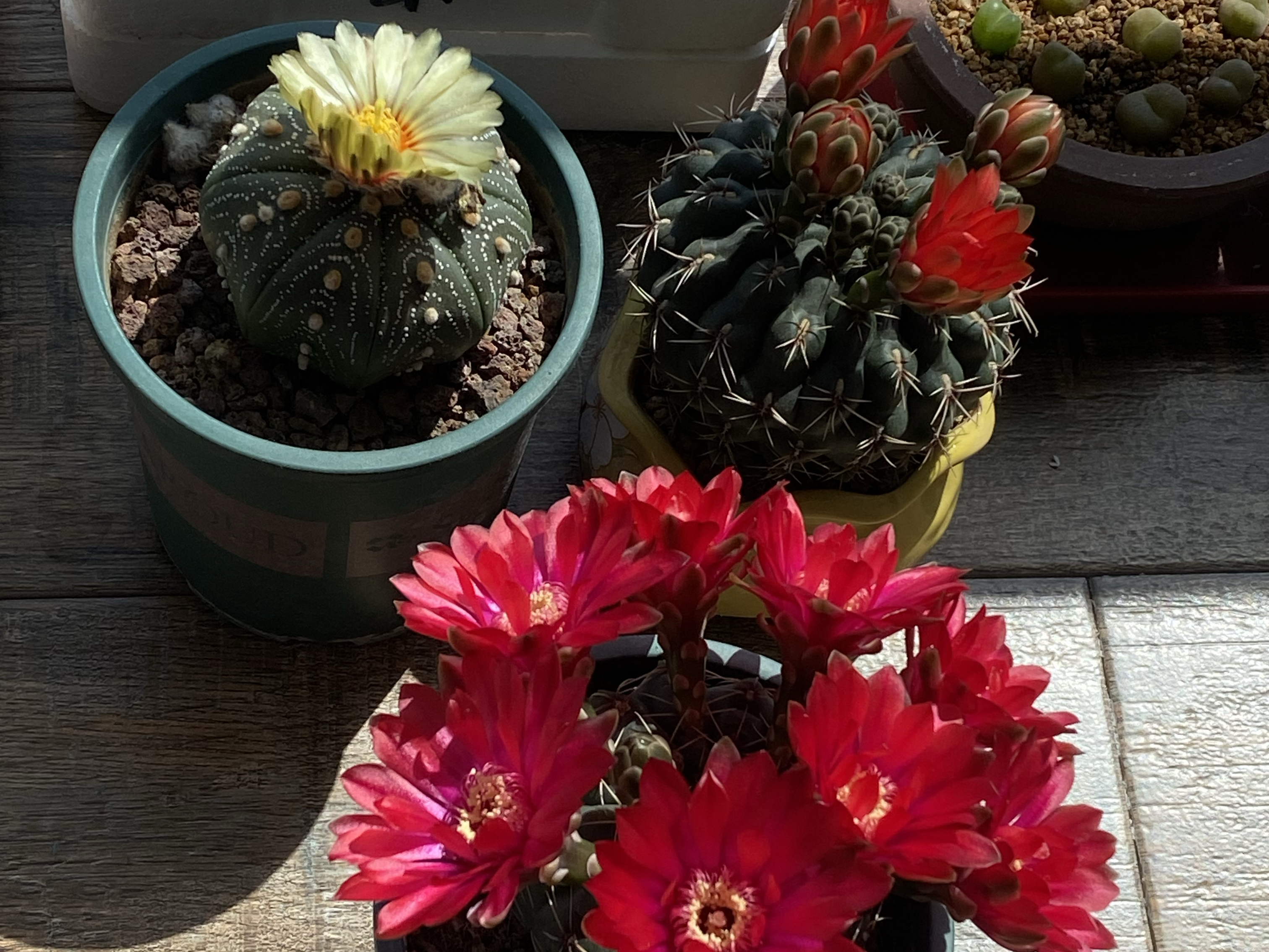 今年的仙人球花苞格外多,主要原因有3个,花友们可以参考一下