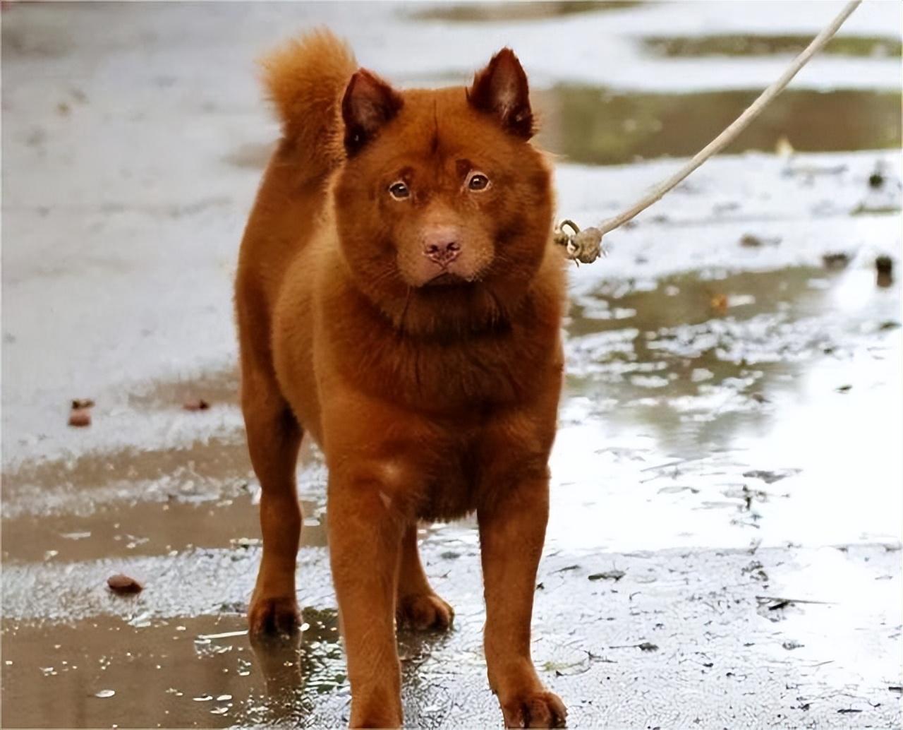 潮汕五红犬,中华田园犬第一身价,为何它全身通红却象征财运?