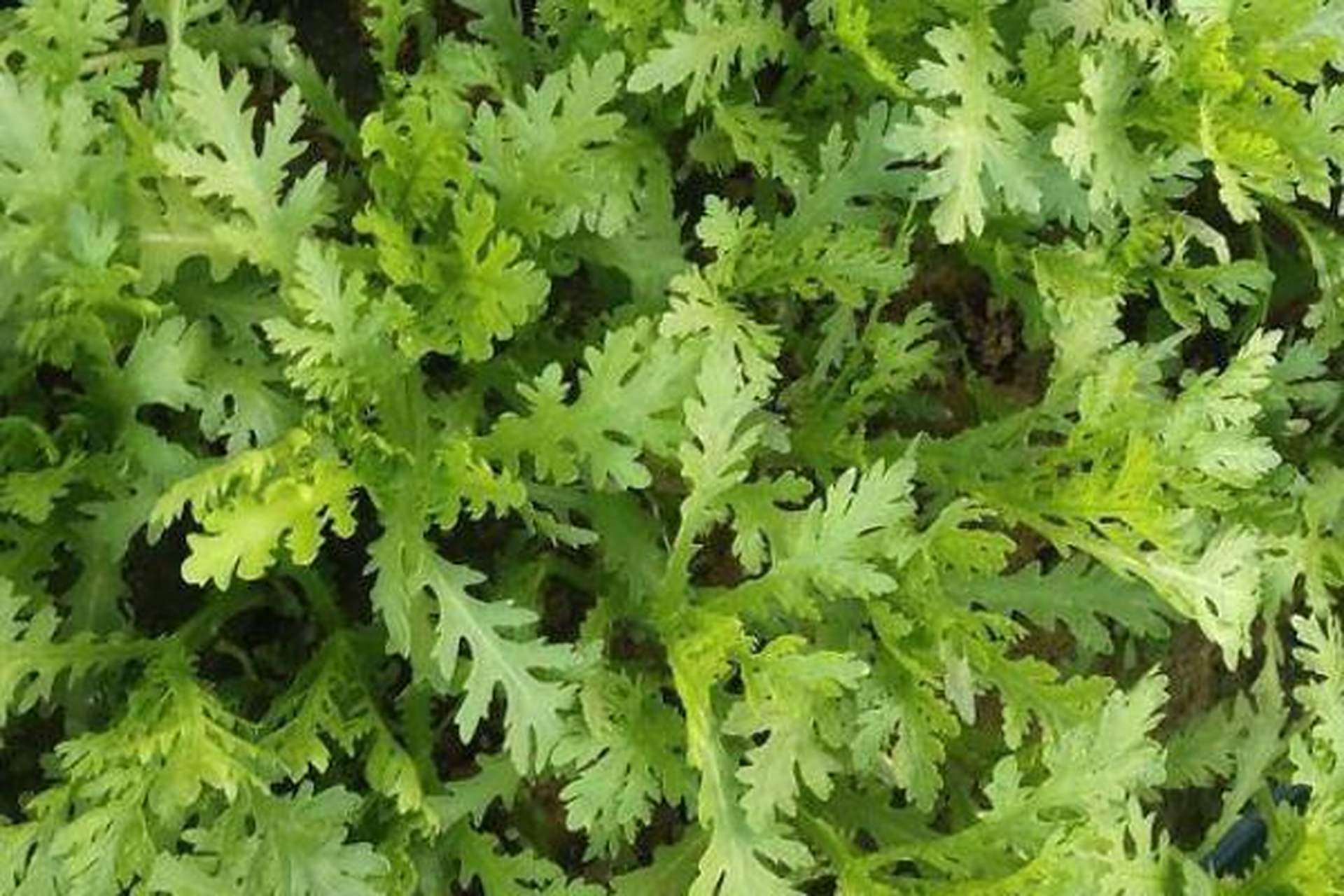 茼蒿生长周期为40-70天,春秋冬皆宜种植.想要全年收获?