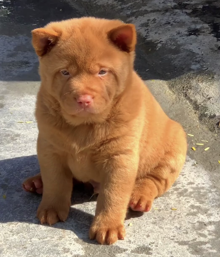 潮汕五红犬,中华田园犬第一身价,为何它全身通红却象征财运?