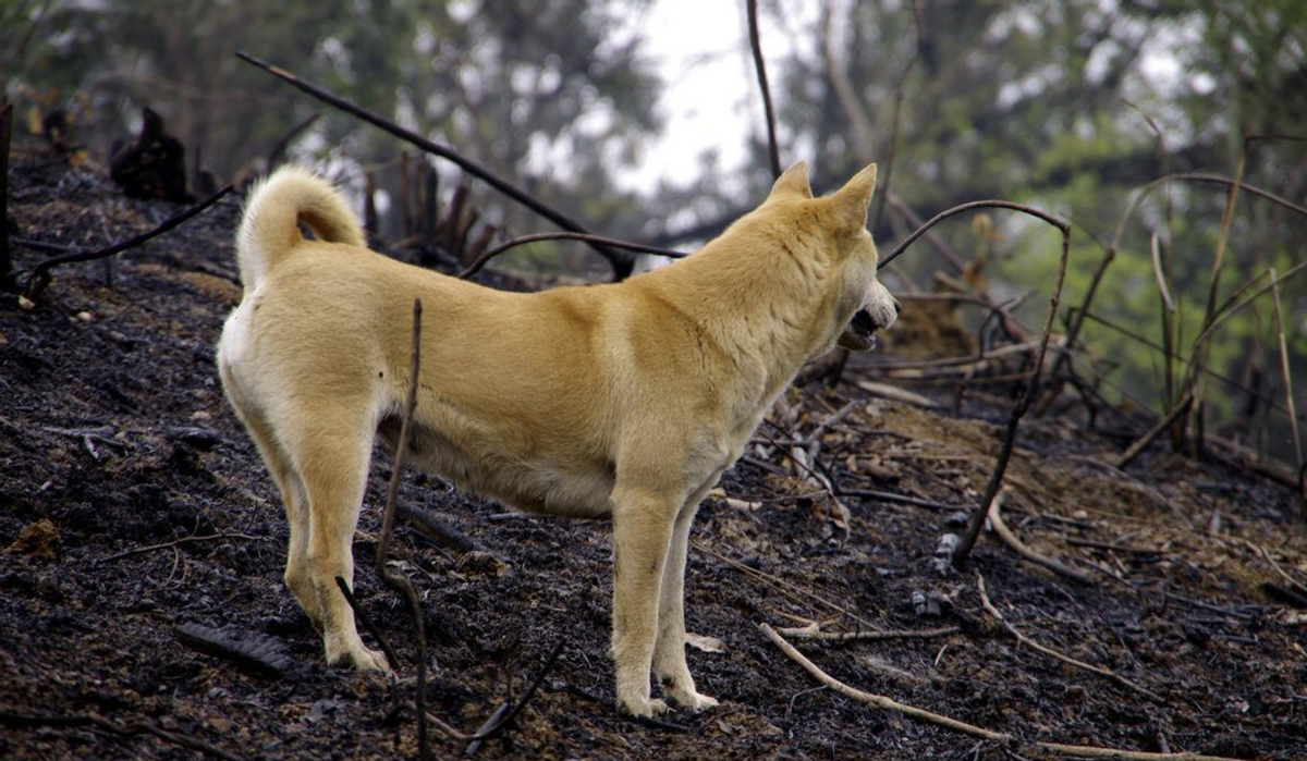 潮汕五红犬,中华田园犬第一身价,为何它全身通红却象征财运?