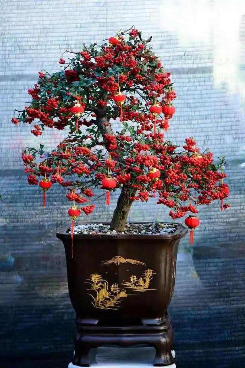 火棘,美丽小巧的盆栽植物!红润果实观赏性强且寓意年味十足.