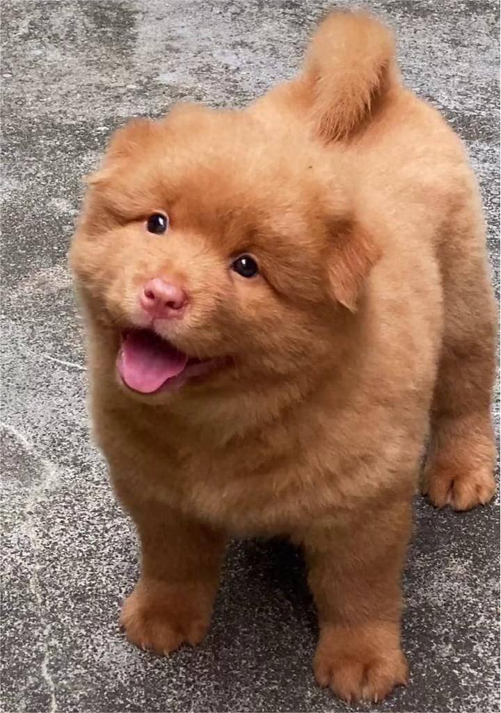 潮汕五红犬,中华田园犬第一身价,为何它全身通红却象征财运?