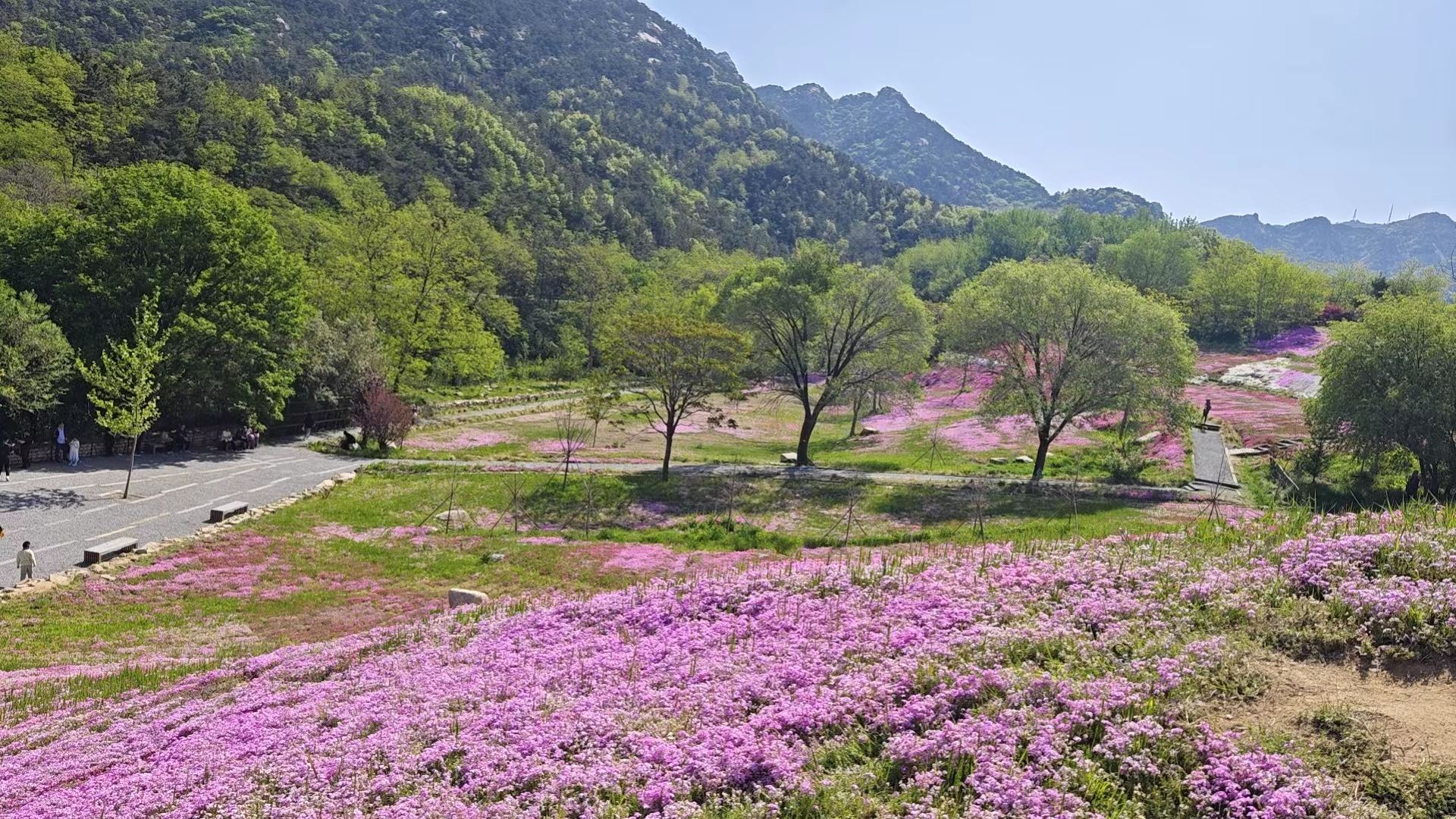 花开遍野,碧水荡漾,这里是美丽的昆嵛山国家森林公园