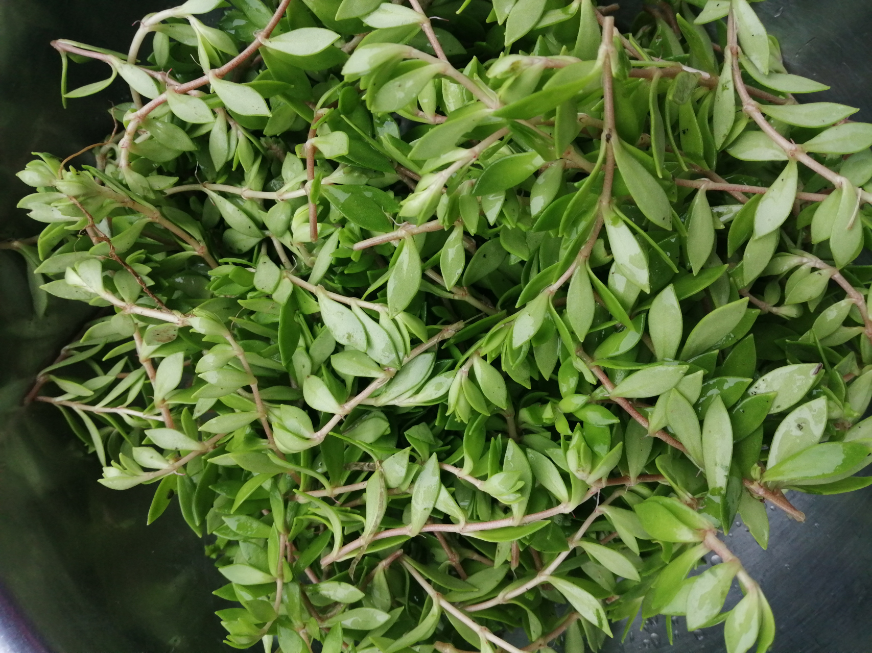 这两天放假,回到乡里,到田边地头,搞点狗牙齿草做菜吃,就这段时间狗