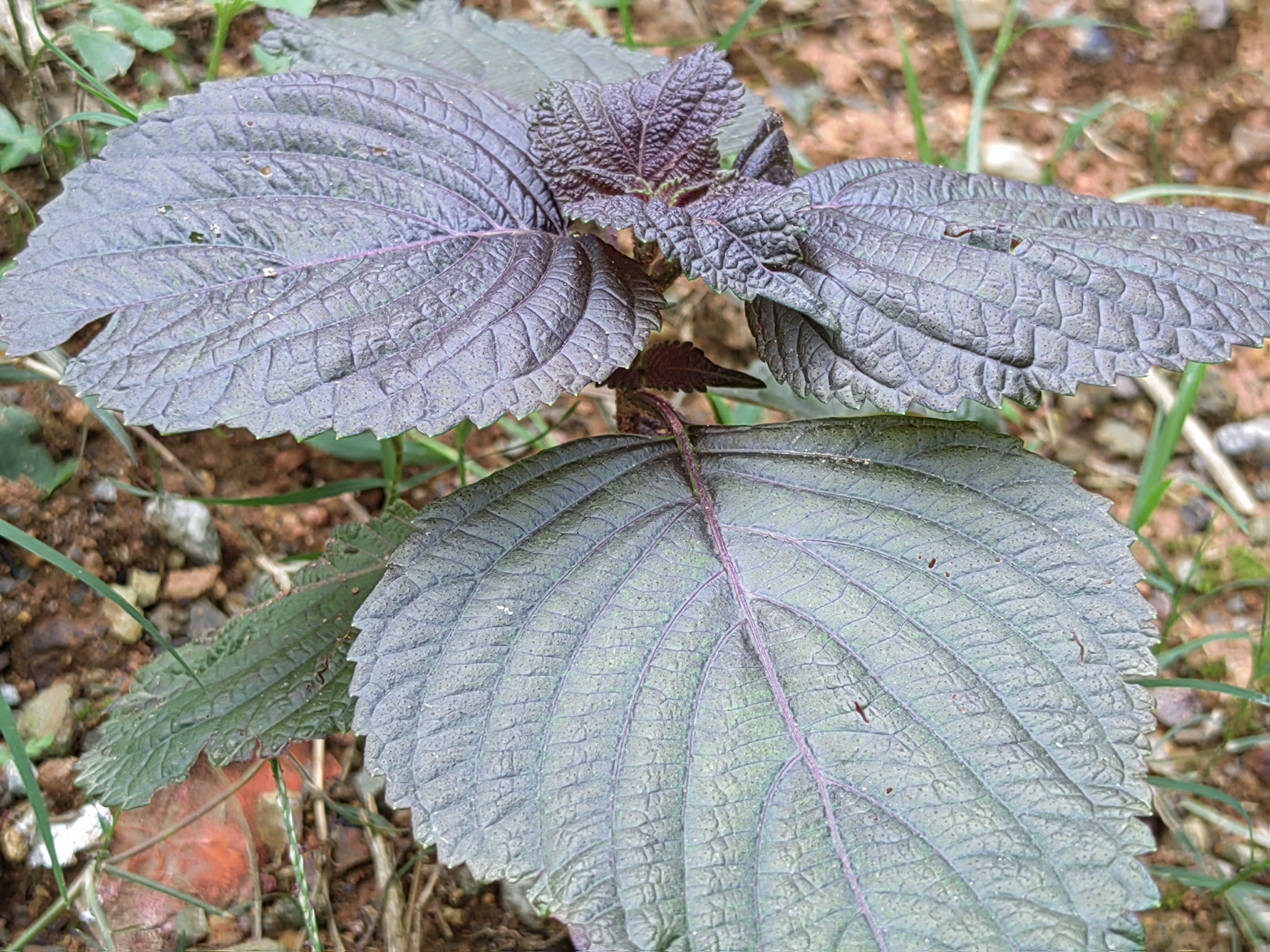 在房檐屋角,或阳台花盆种一棵,不仅她的叶子颜色养眼,而且靠近去闻一