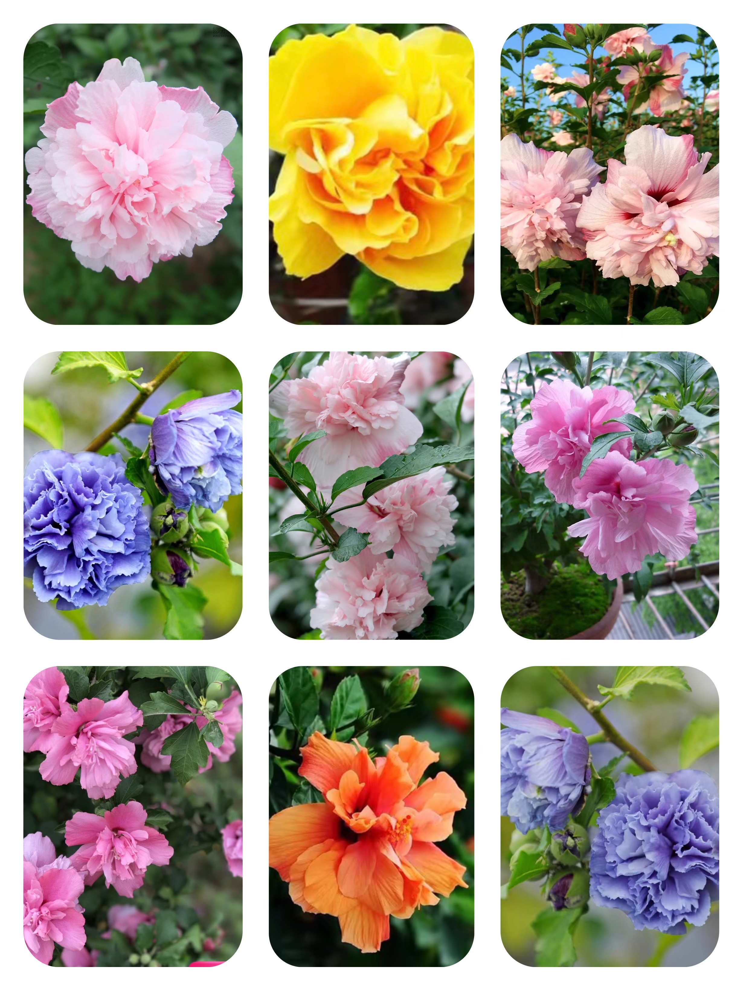 的花,木槿花多色艳,非常美丽.