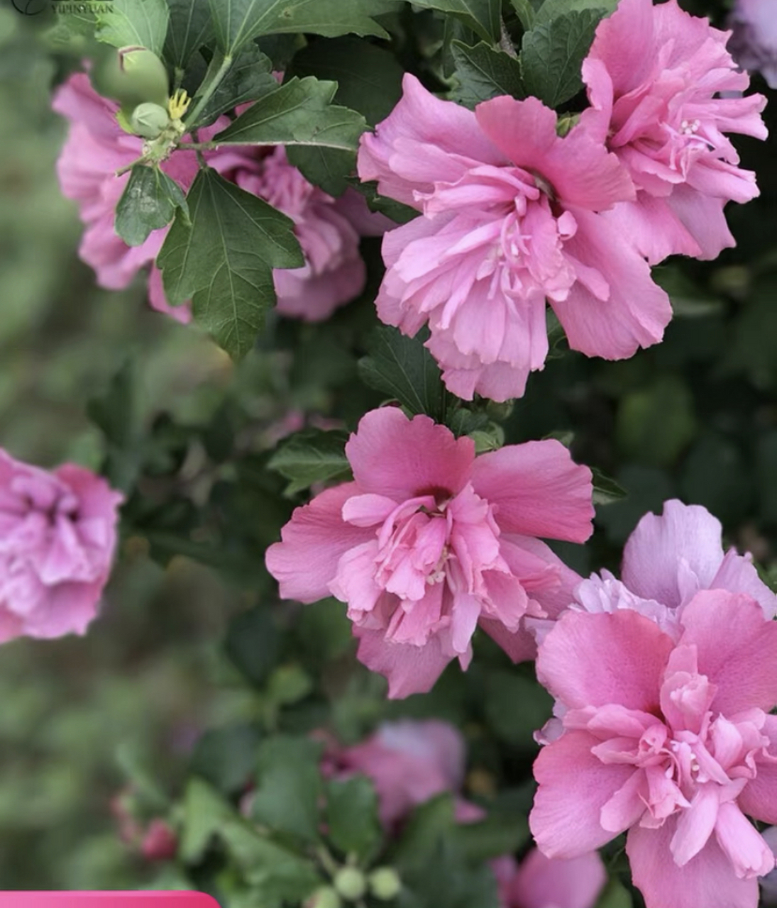 的花,木槿花多色艳,非常美丽.