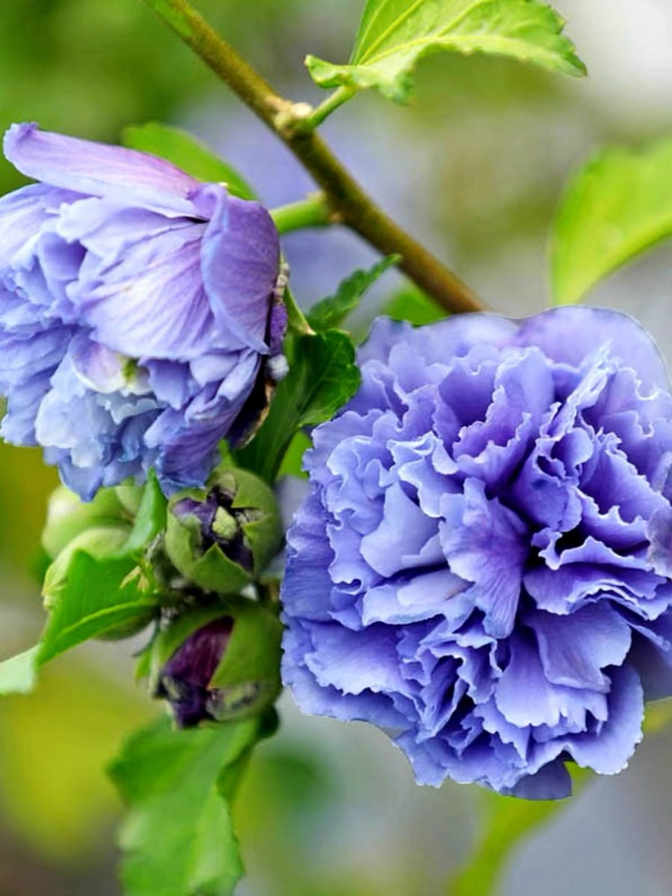 的花,木槿花多色艳,非常美丽.