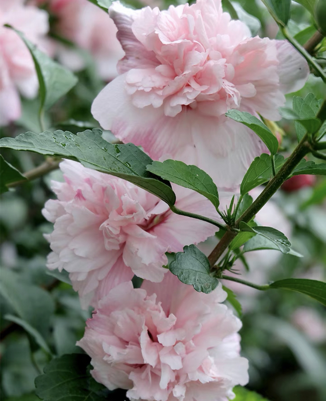 的花,木槿花多色艳,非常美丽.