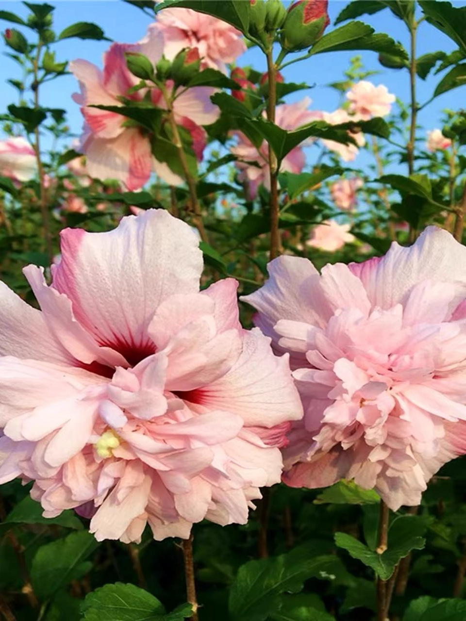 的花,木槿花多色艳,非常美丽.