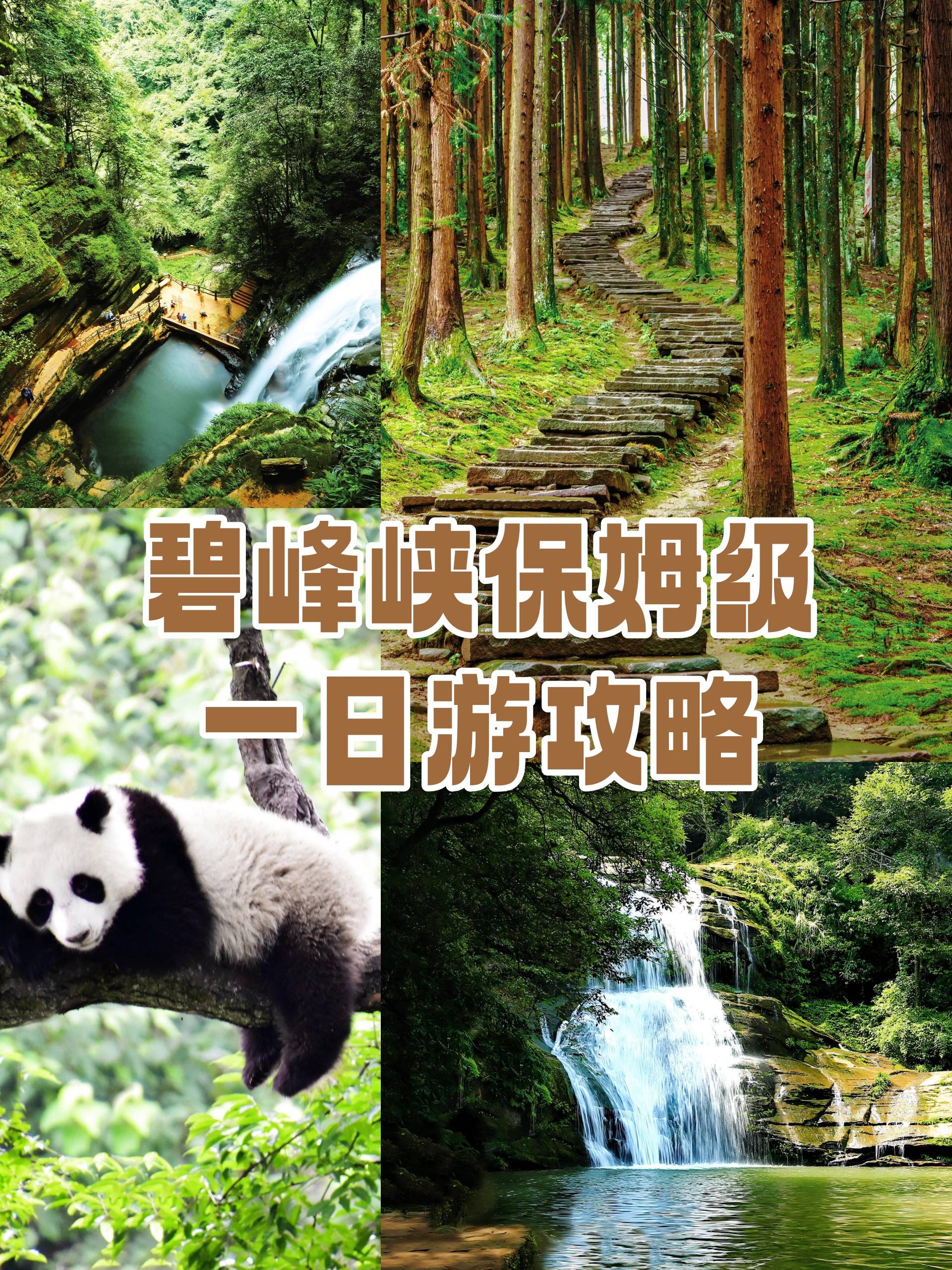 哈哈哈  徒步线路:熊猫基地碧峰峡峡谷  熊猫基地(进景区乘坐观光车到