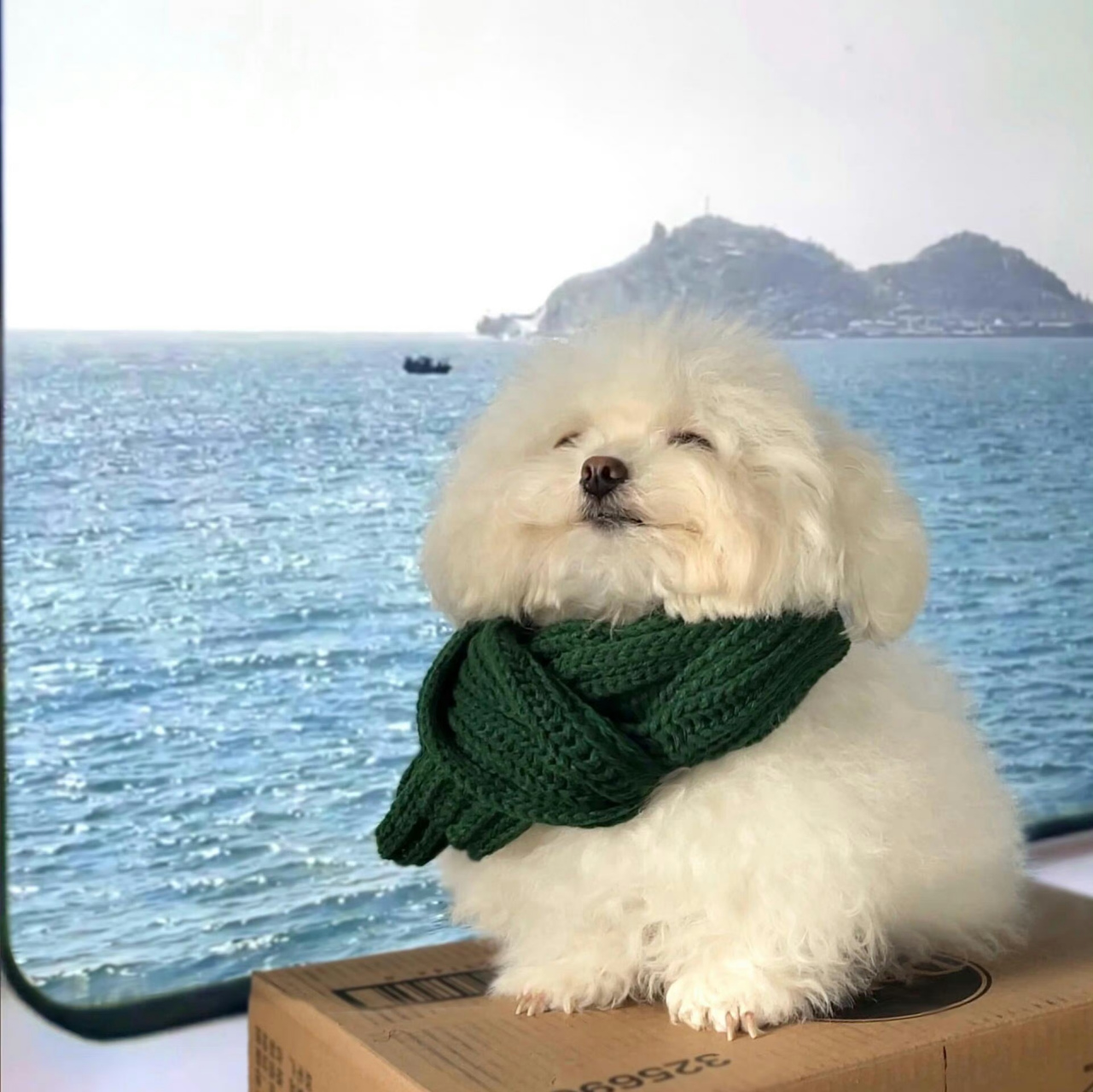 修狗眯眯眼,太好看了吧!它看起来好享受这一刻.