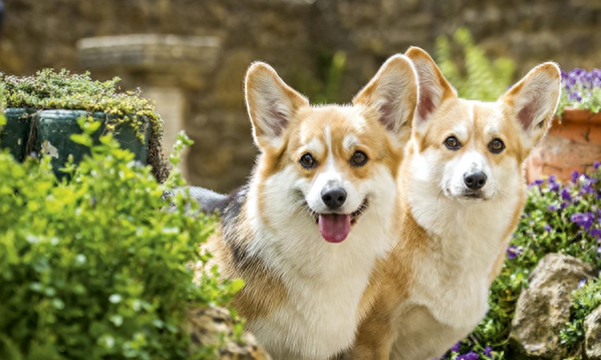 伊丽莎白二世对柯基犬情有独钟,曾经一共养了 30多只