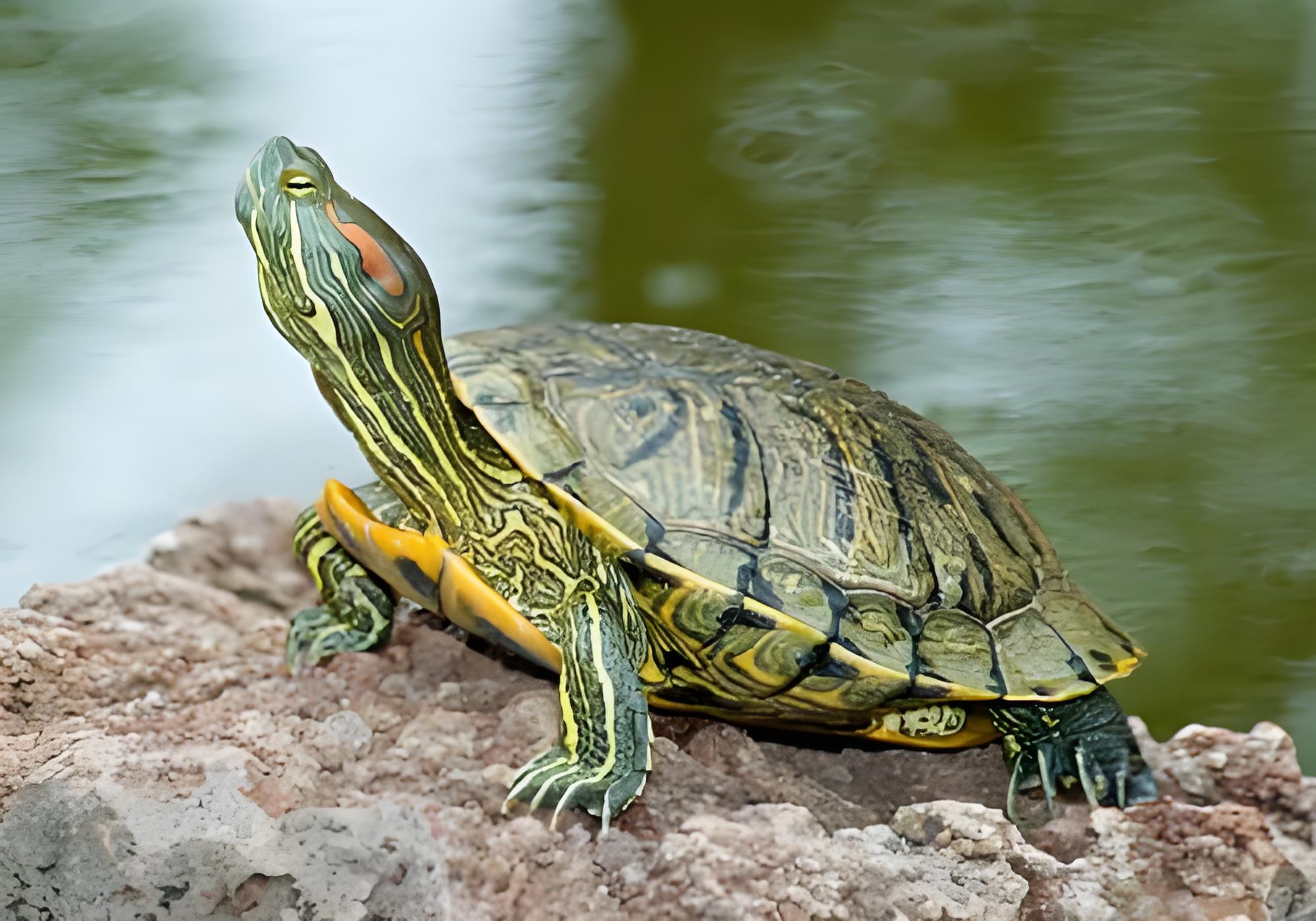 巴西龟能深水养吗?原来有利有弊!