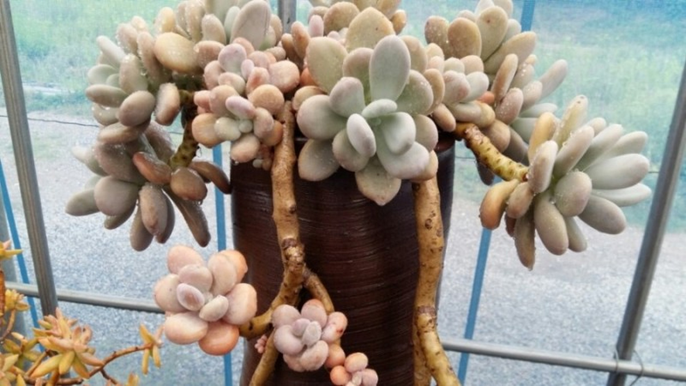 桃美人老桩培育秘籍来啦!选对盆土,保持光照控水适度.